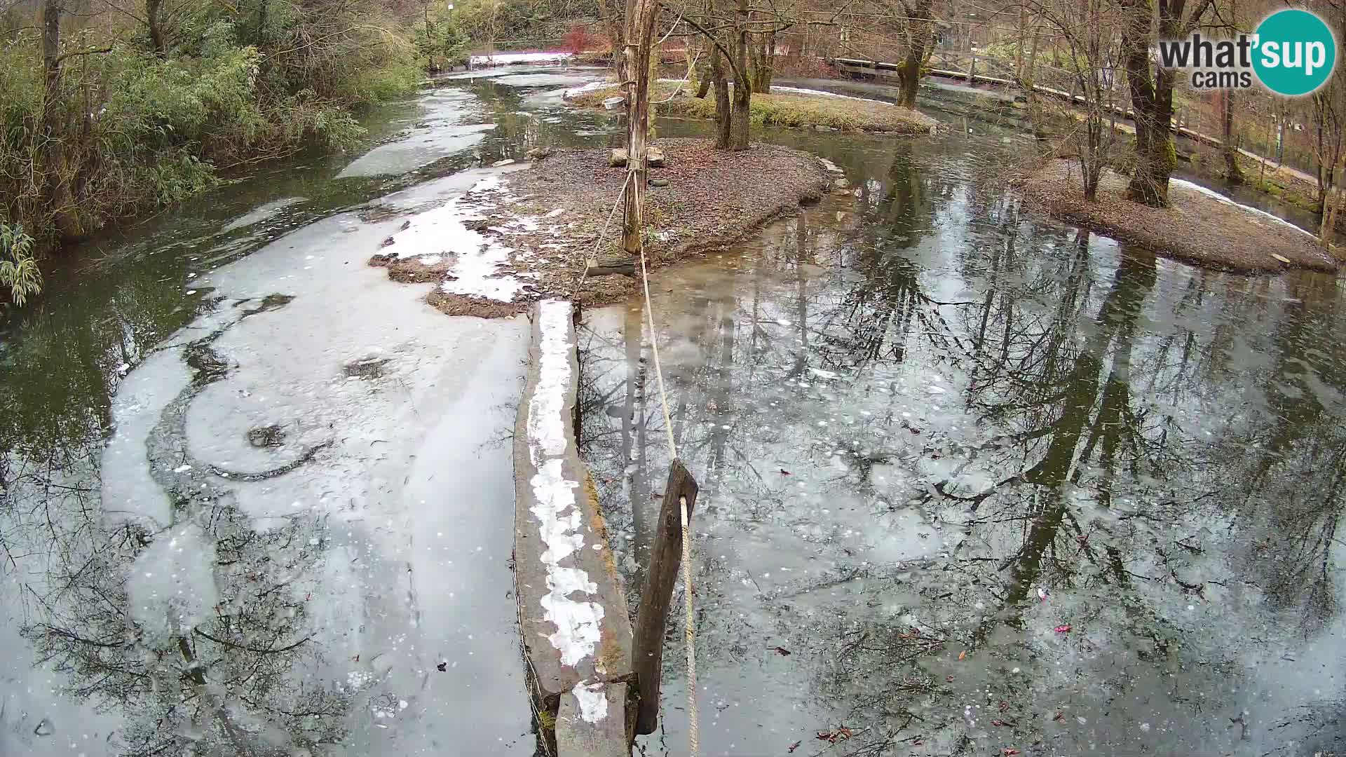 Lémur rufo blanco y negro – Ljubljana Zoo en vivo