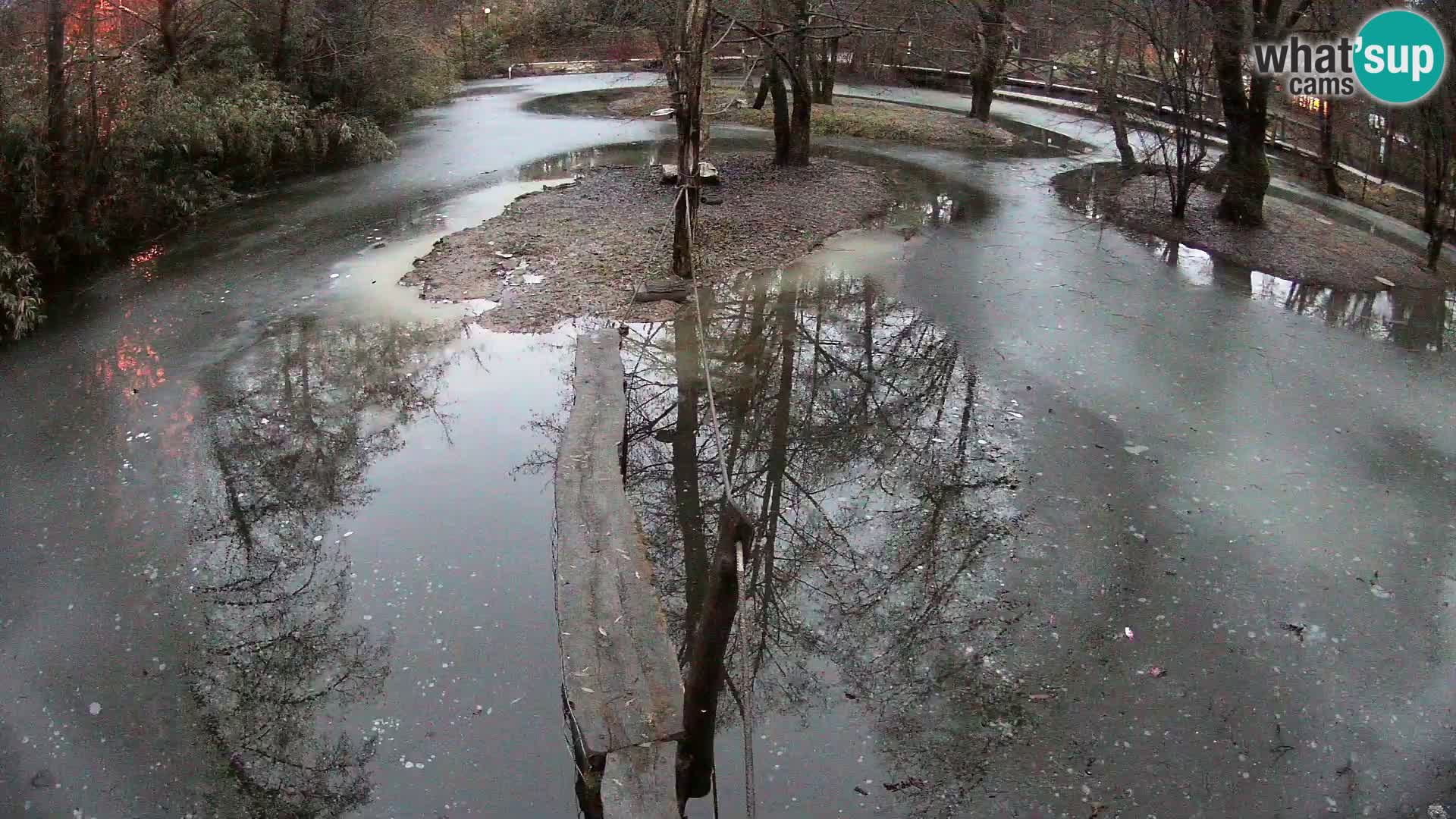 Vari noir et blanc – Ljubljana ZOO  livecam