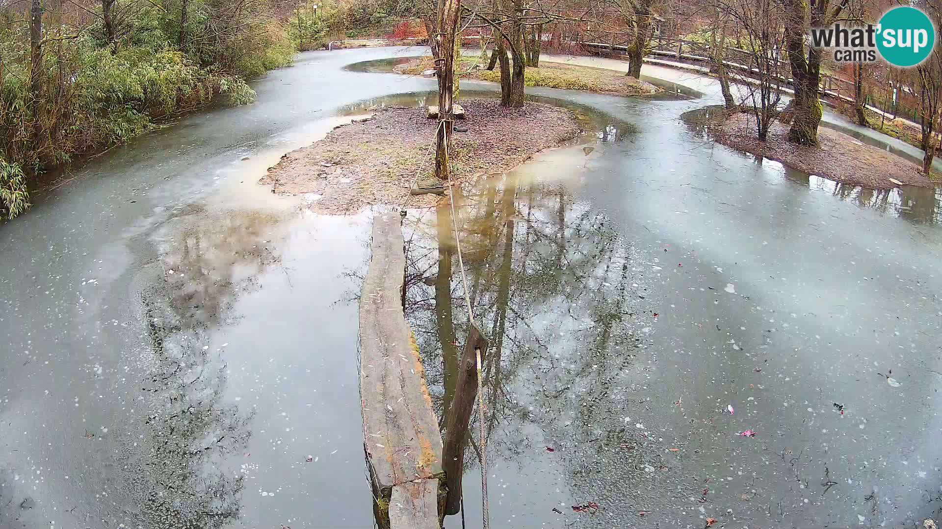 Vari noir et blanc – Ljubljana ZOO  livecam