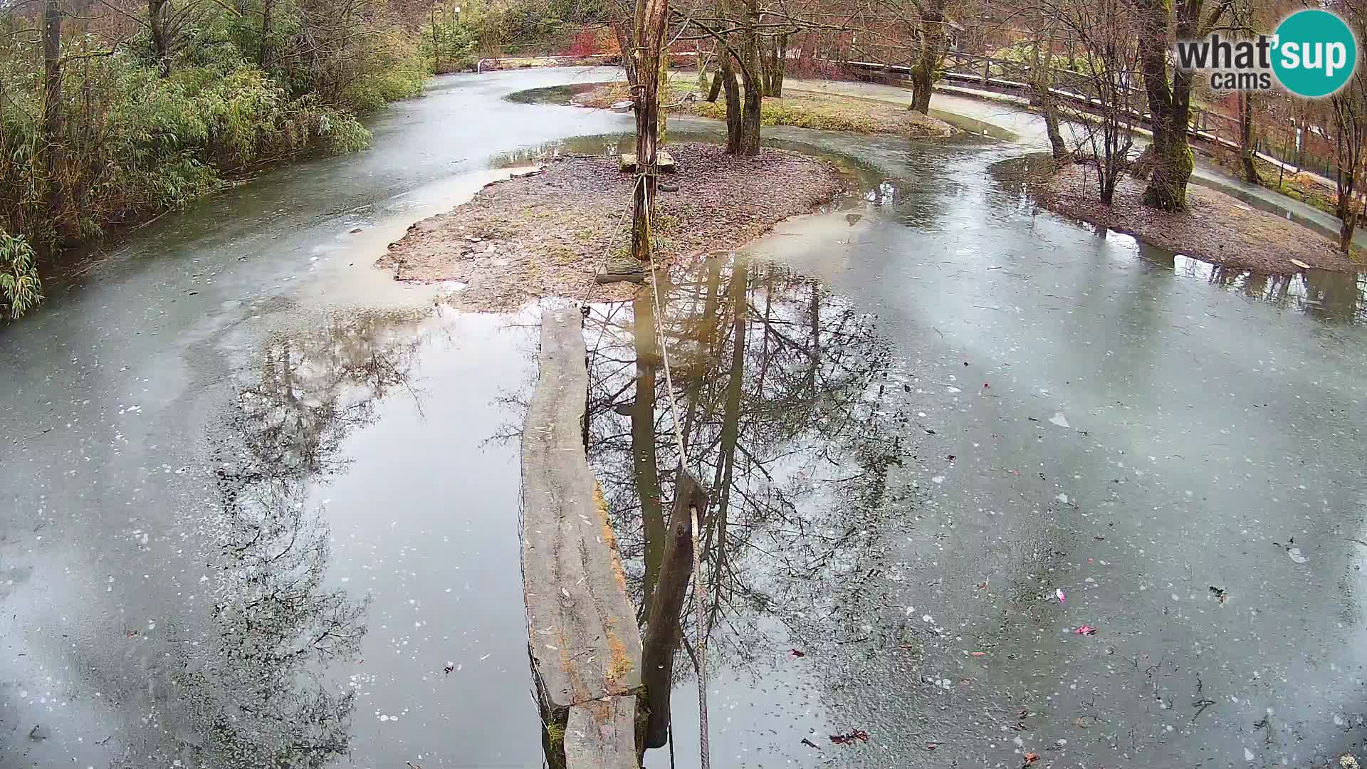 Navadni vari v živo – Ljubljana živalski vrt