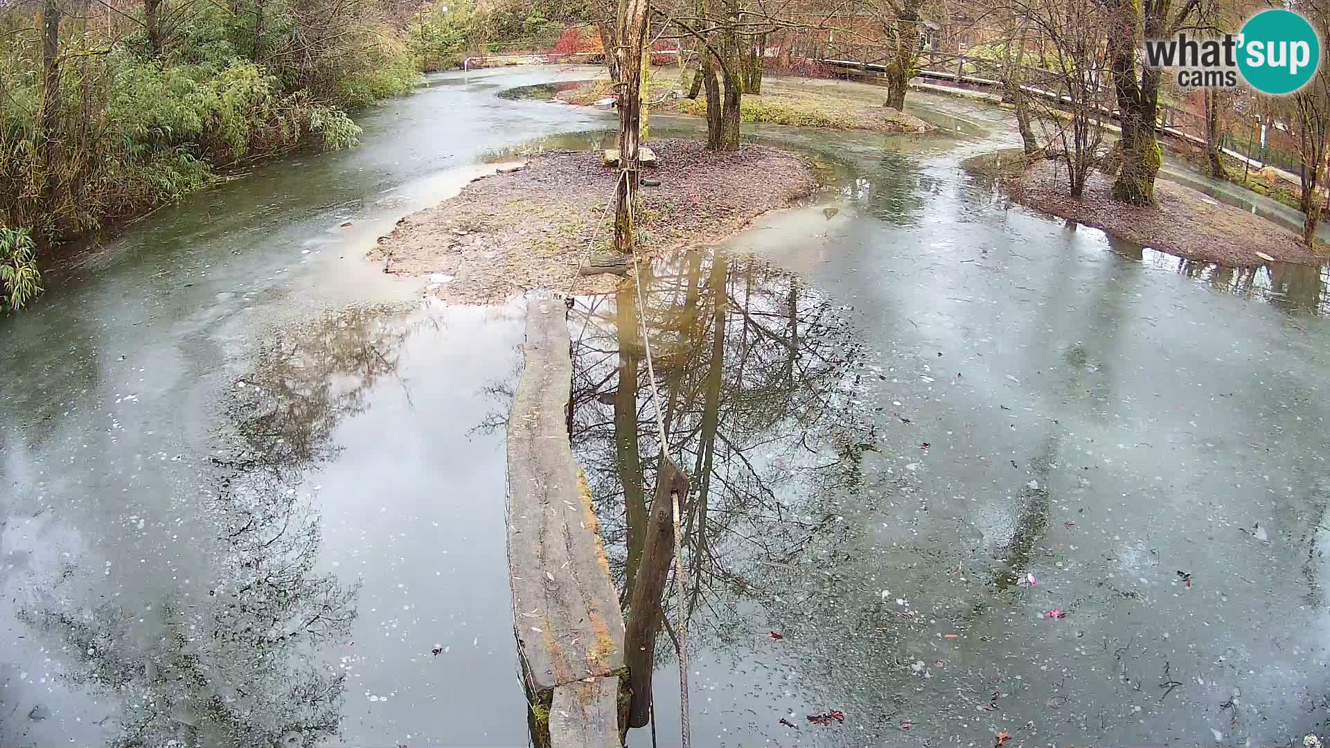 Schwarzweiße Vari Zoo Ljubljana webcam