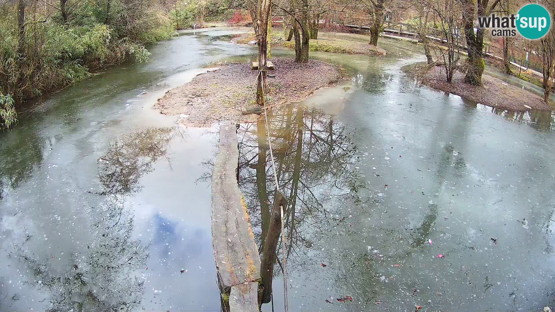 Navadni vari u živo – Ljubljana zoo