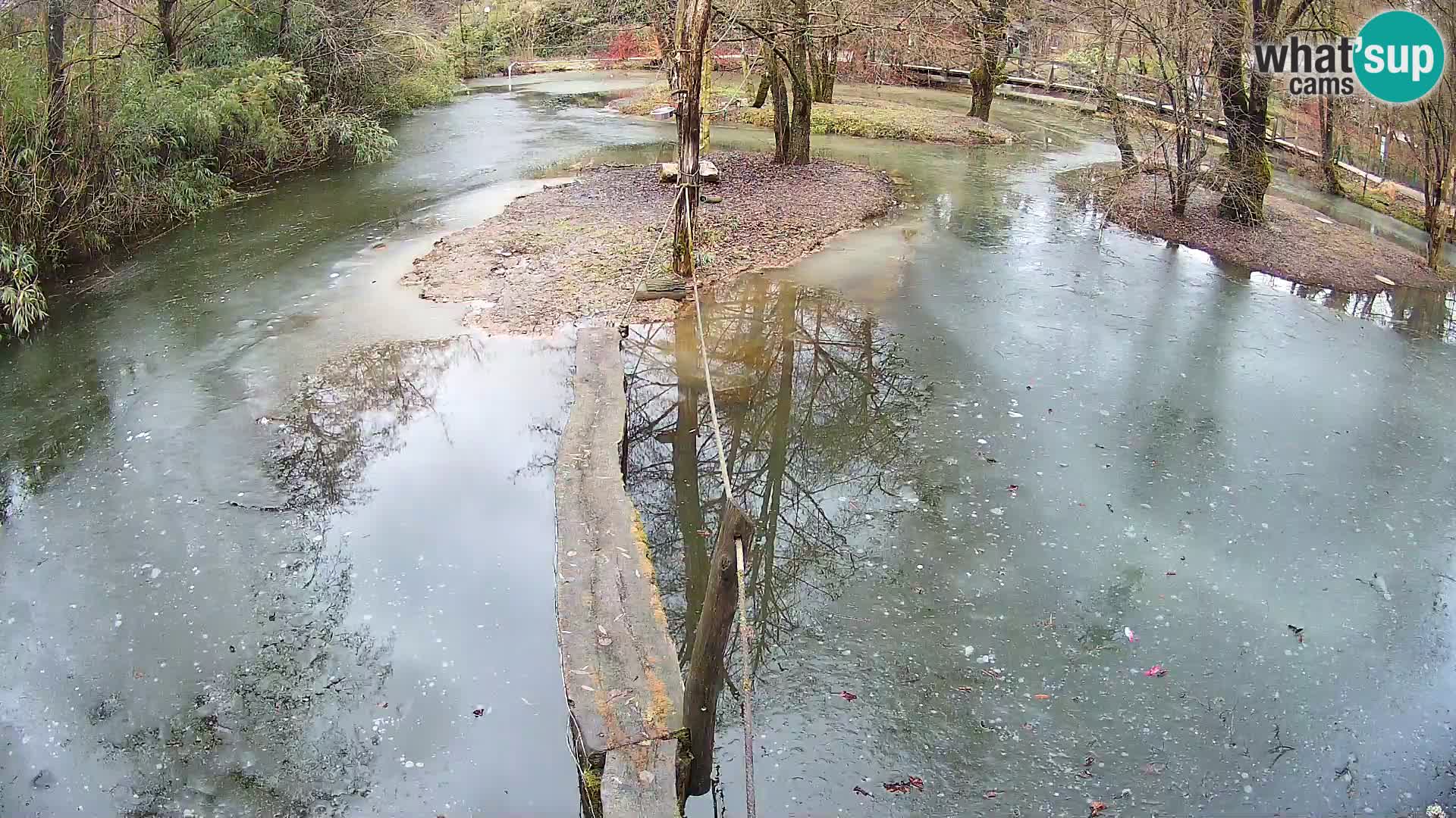 Vari noir et blanc – Ljubljana ZOO  livecam