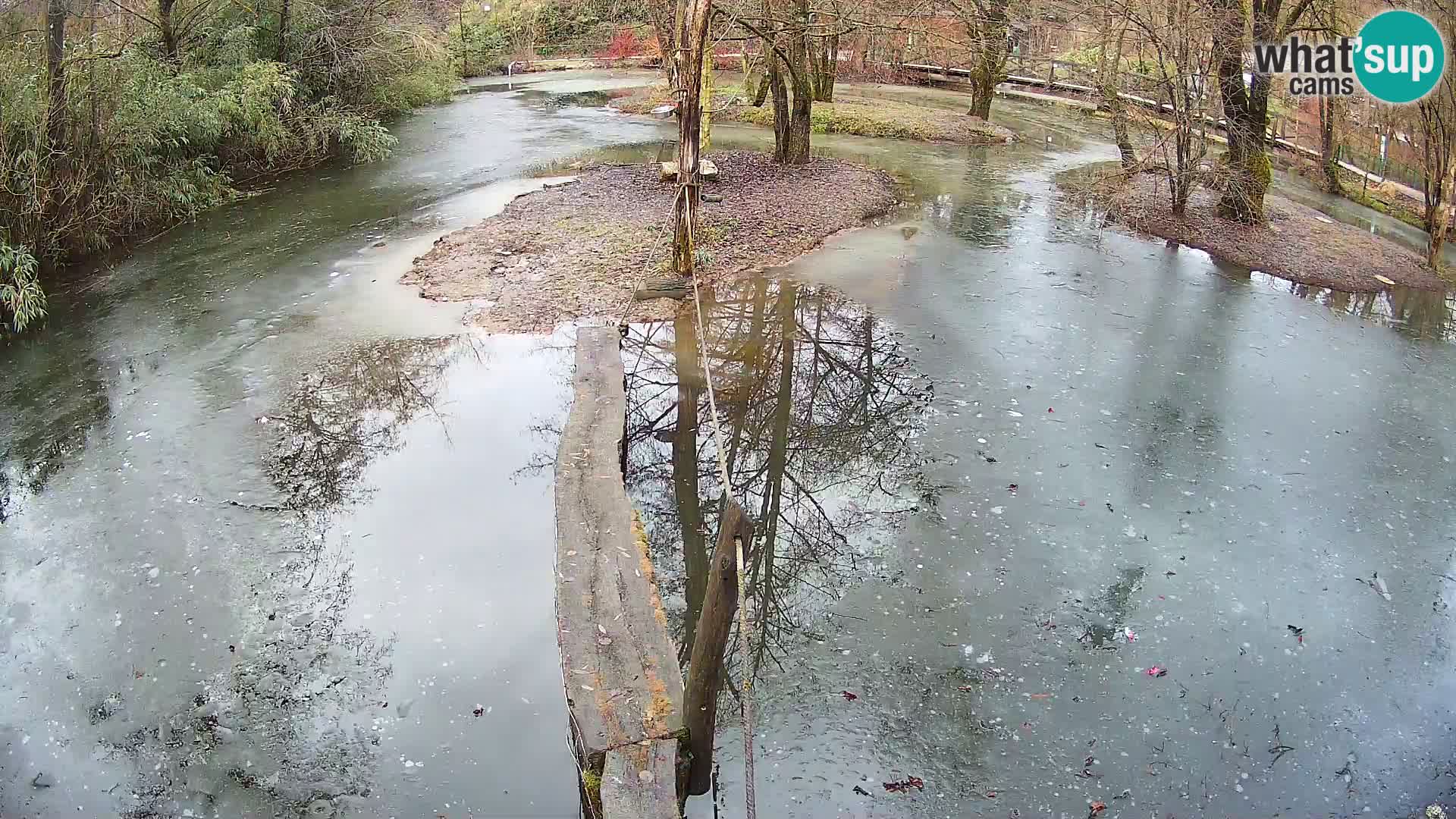 Lémur rufo blanco y negro – Ljubljana Zoo en vivo