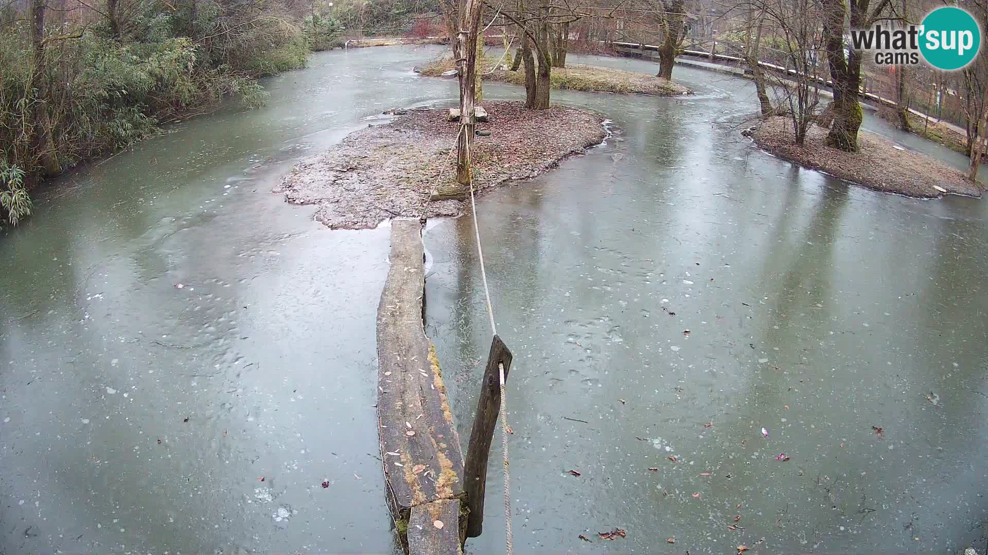 Lémur rufo blanco y negro – Ljubljana Zoo en vivo