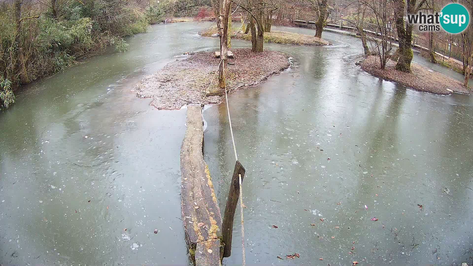 Vari noir et blanc – Ljubljana ZOO  livecam