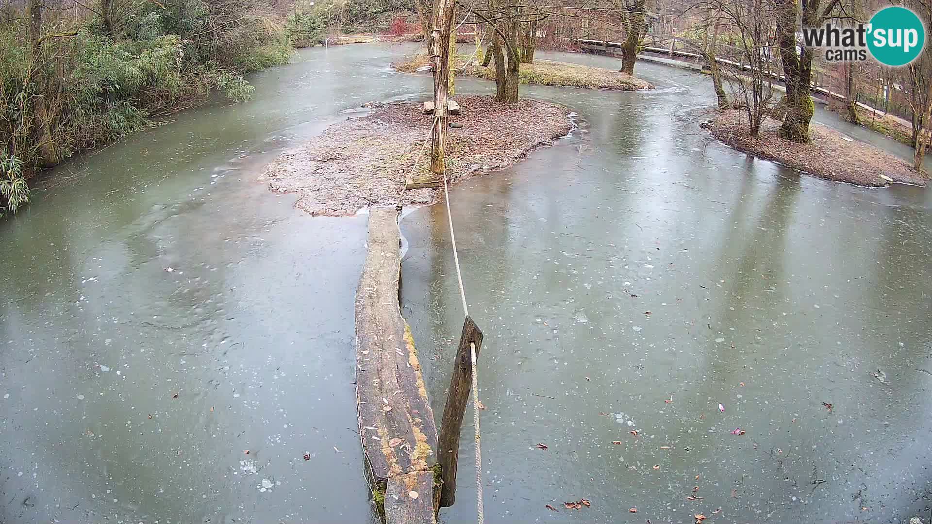 Navadni vari v živo – Ljubljana živalski vrt