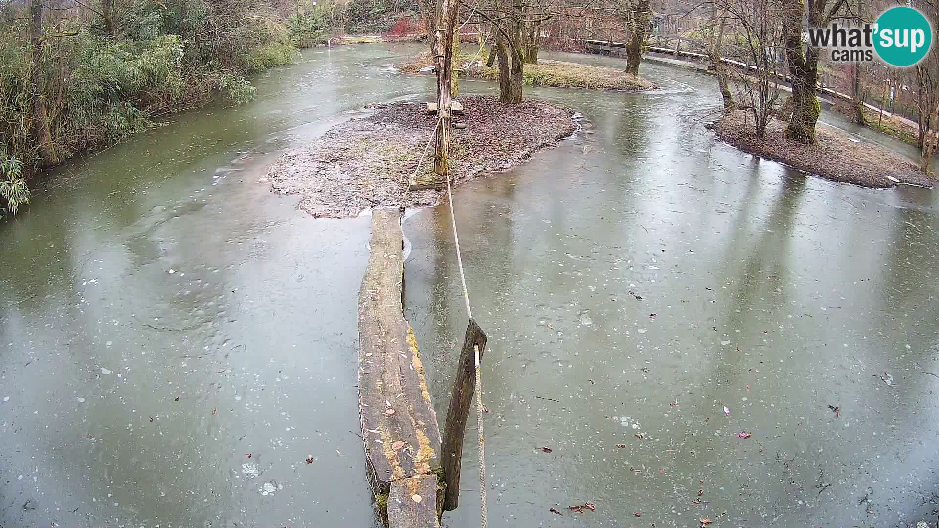 Schwarzweiße Vari Zoo Ljubljana webcam