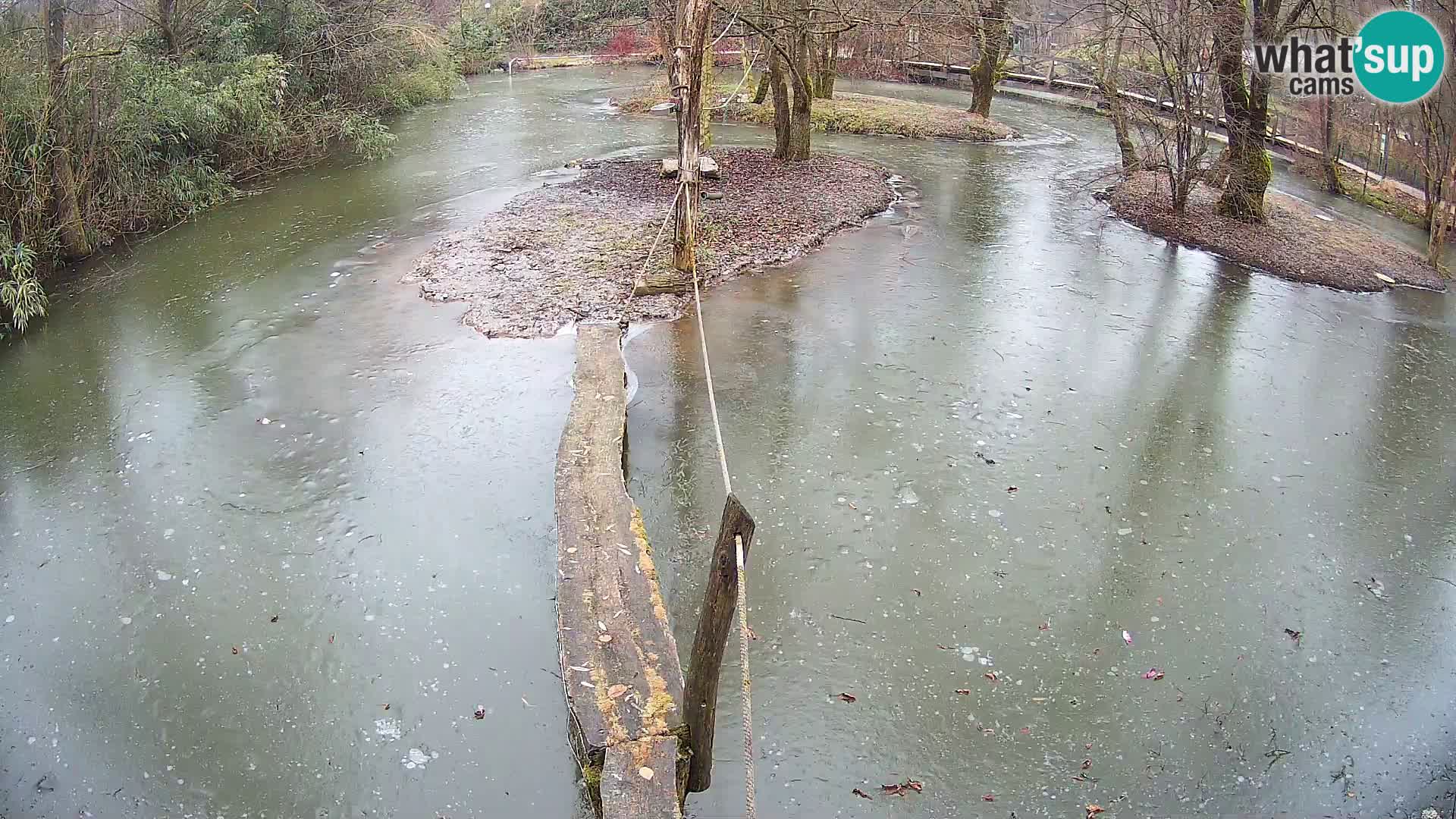 Lémur rufo blanco y negro – Ljubljana Zoo en vivo