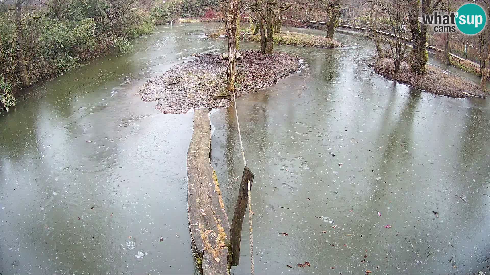 Navadni vari u živo – Ljubljana zoo