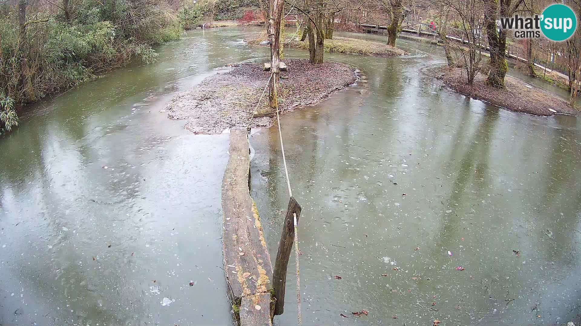 Navadni vari u živo – Ljubljana zoo