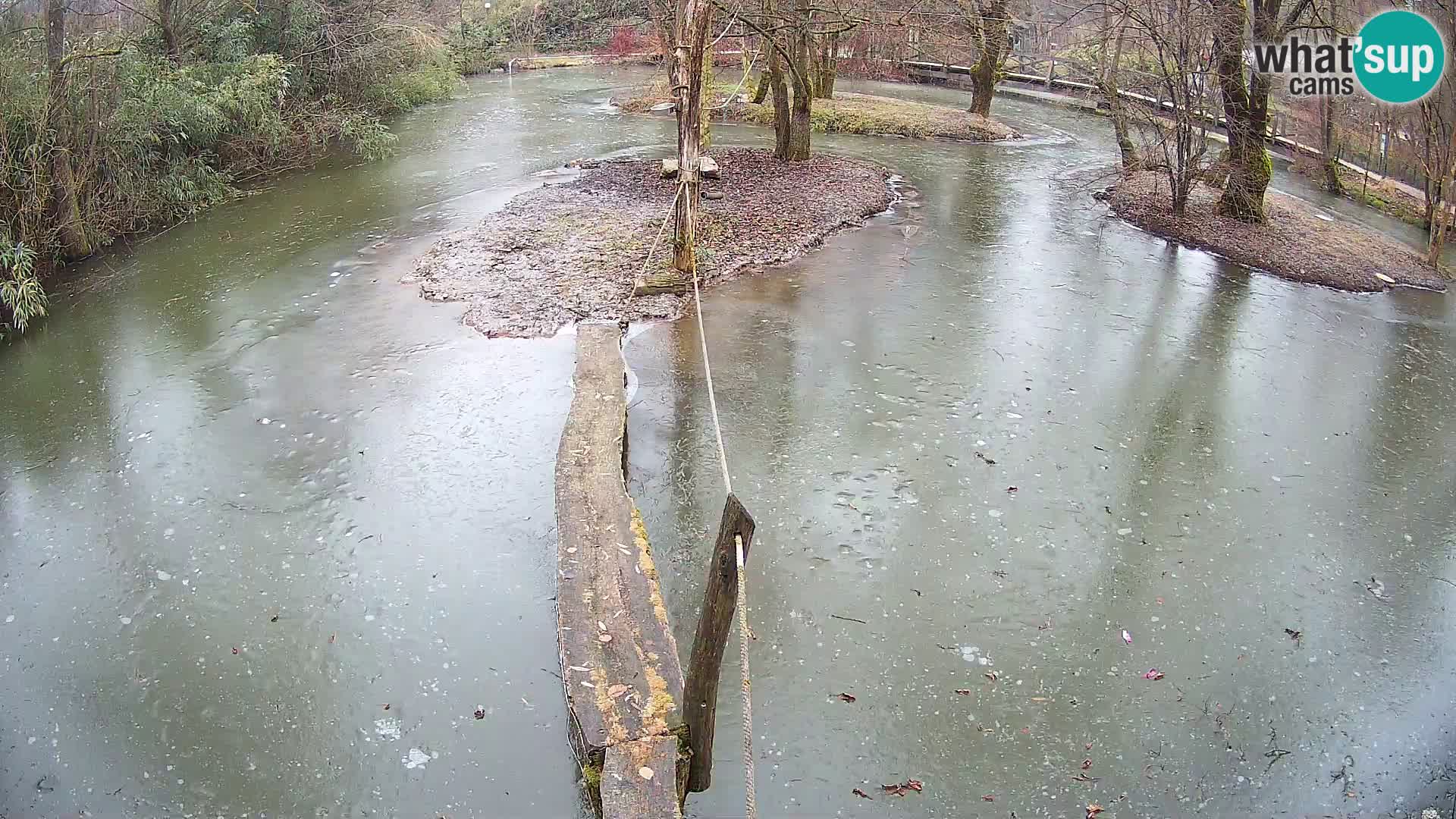 Vari bianconero Zoo Ljubljana webcam