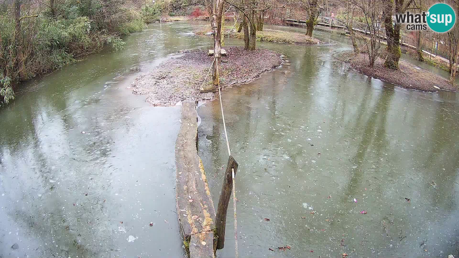 Vari noir et blanc – Ljubljana ZOO  livecam