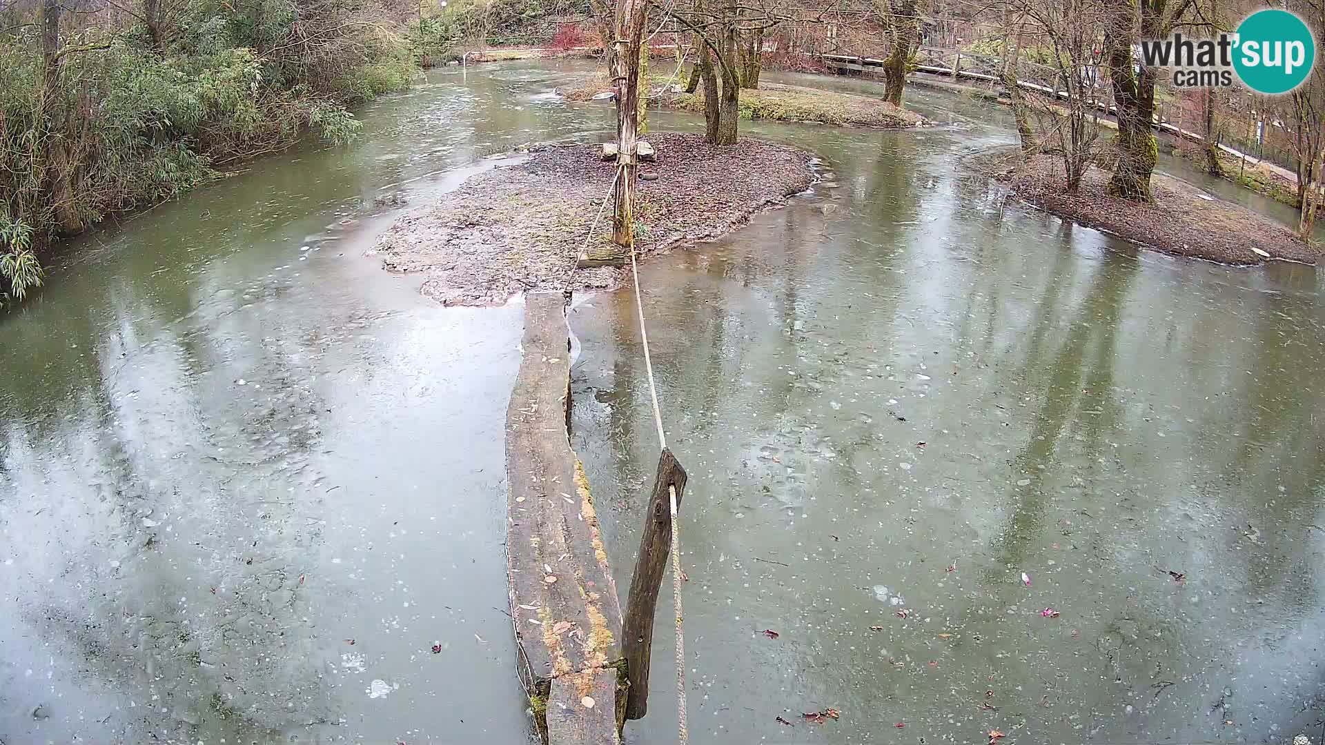 Vari bianconero Zoo Ljubljana webcam