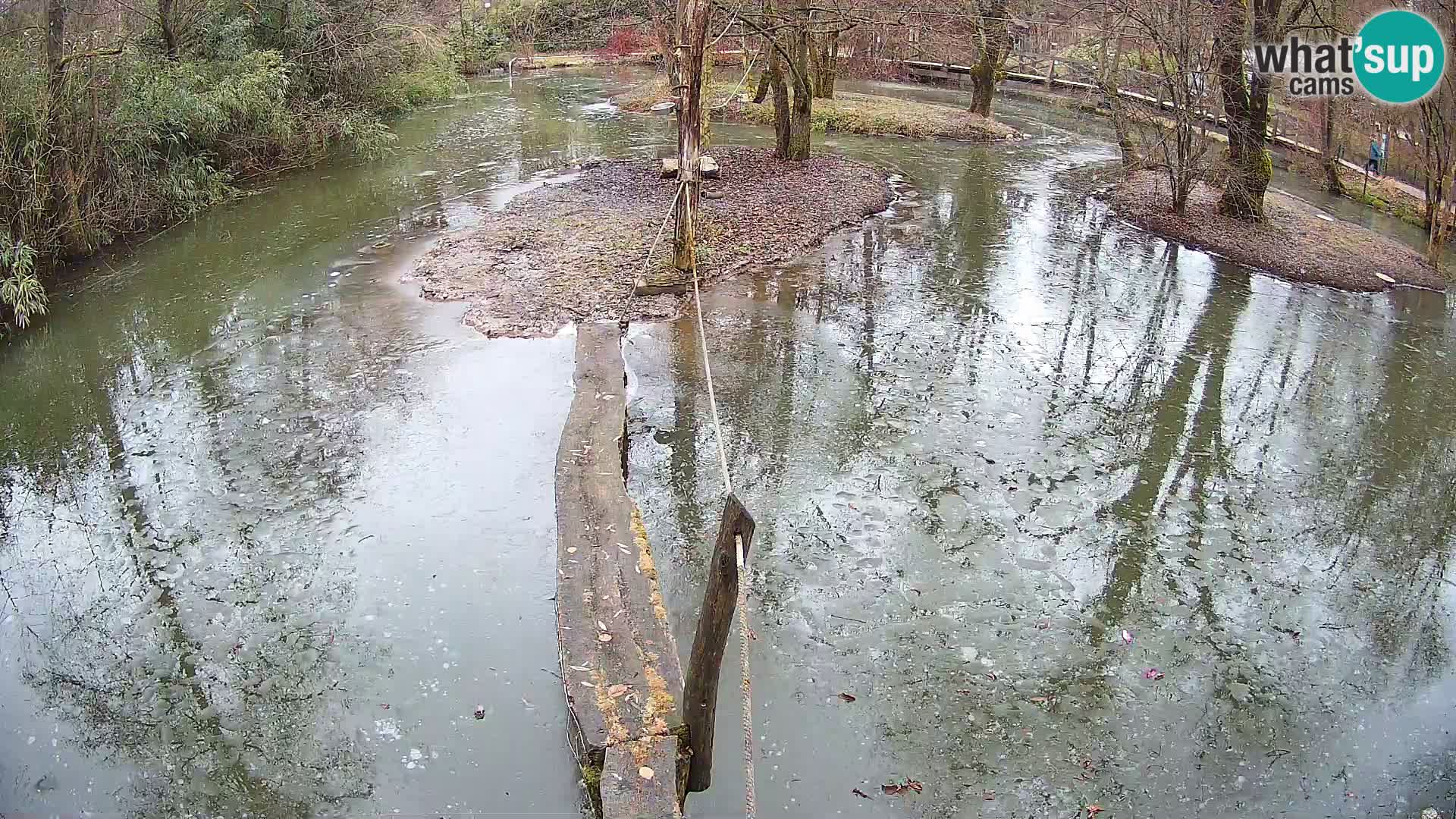 Vari noir et blanc – Ljubljana ZOO  livecam