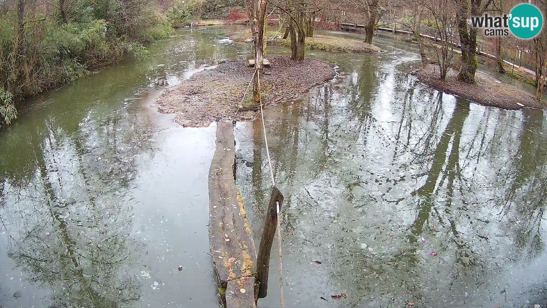 Vari noir et blanc – Ljubljana ZOO  livecam