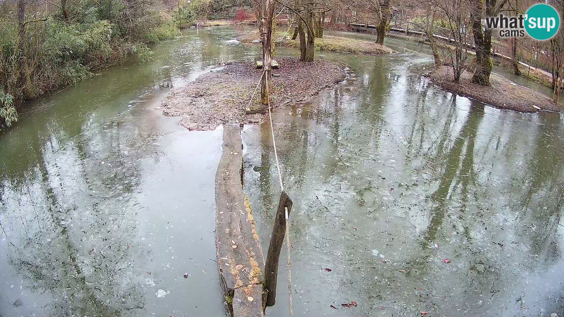 Lémur rufo blanco y negro – Ljubljana Zoo en vivo