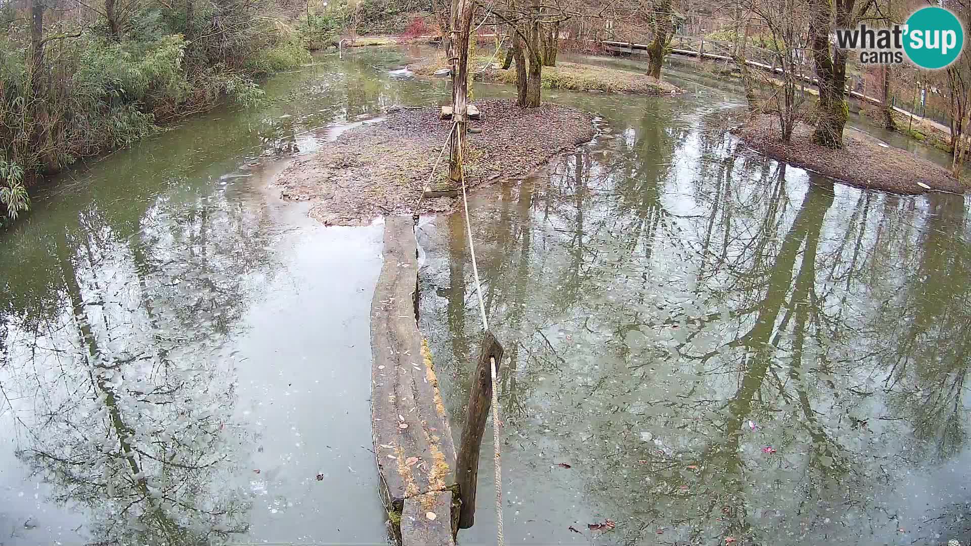 Lémur rufo blanco y negro – Ljubljana Zoo en vivo