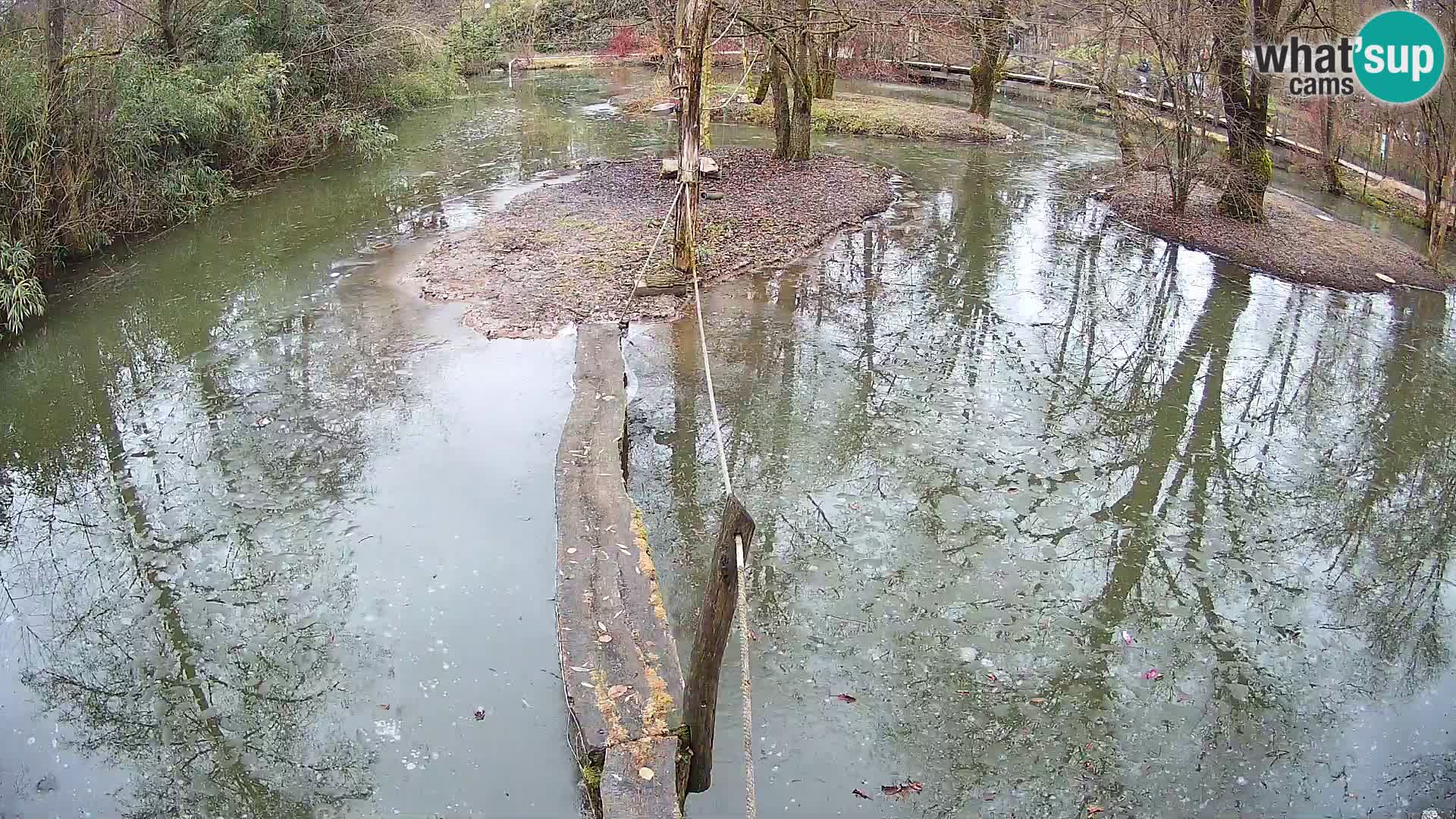 Vari noir et blanc – Ljubljana ZOO  livecam