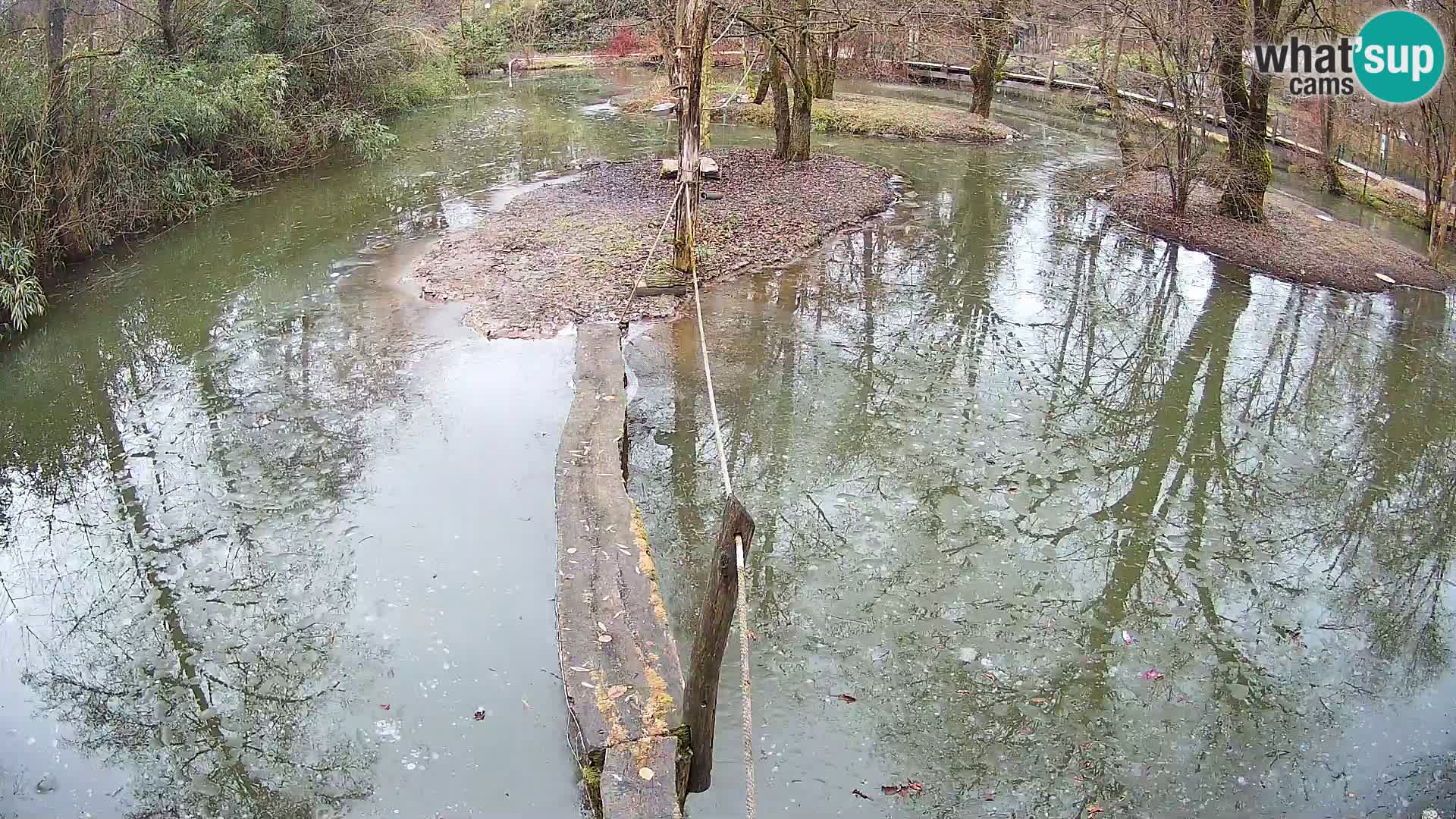 Lémur rufo blanco y negro – Ljubljana Zoo en vivo