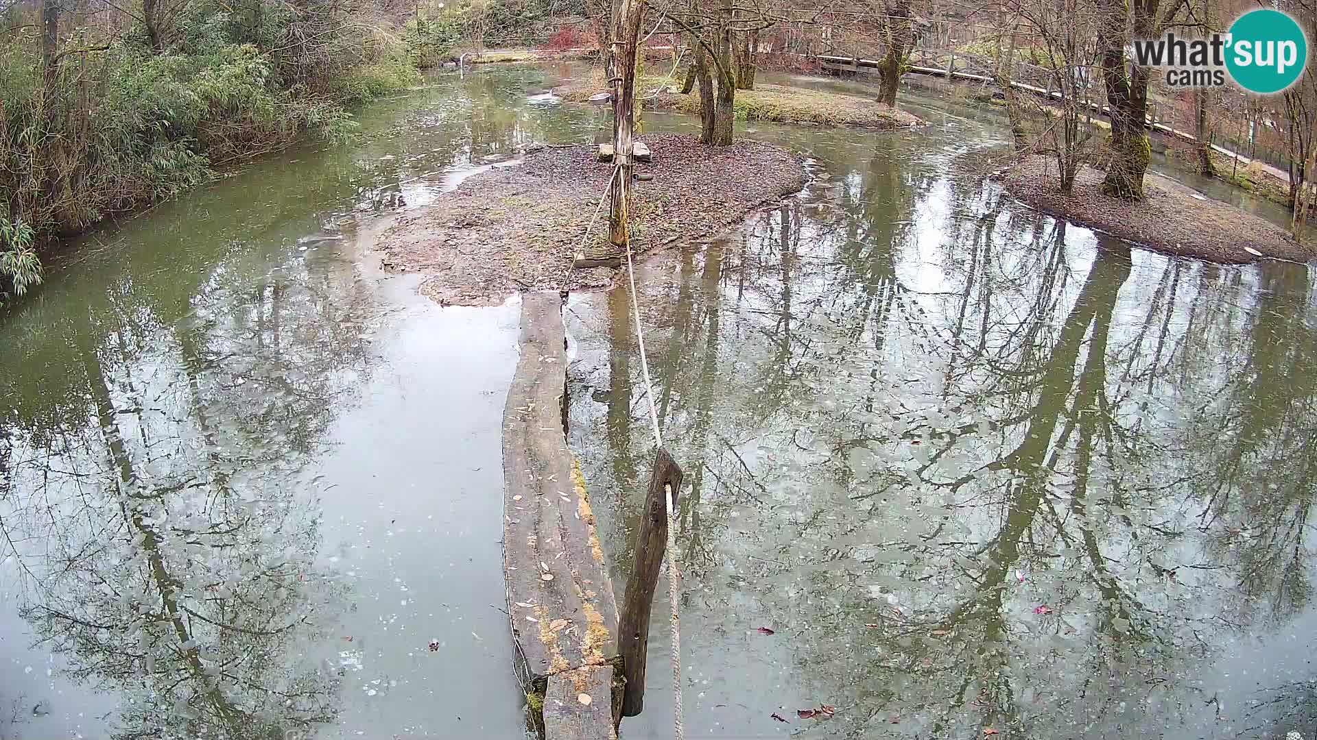 Schwarzweiße Vari Zoo Ljubljana webcam