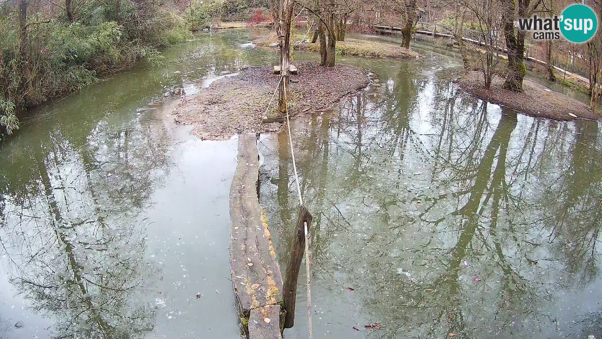 Schwarzweiße Vari Zoo Ljubljana webcam