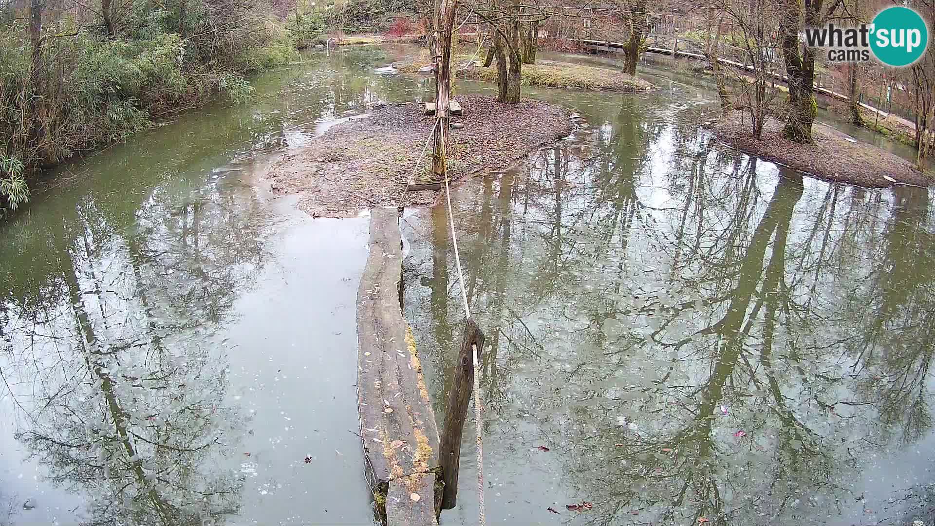 Vari noir et blanc – Ljubljana ZOO  livecam