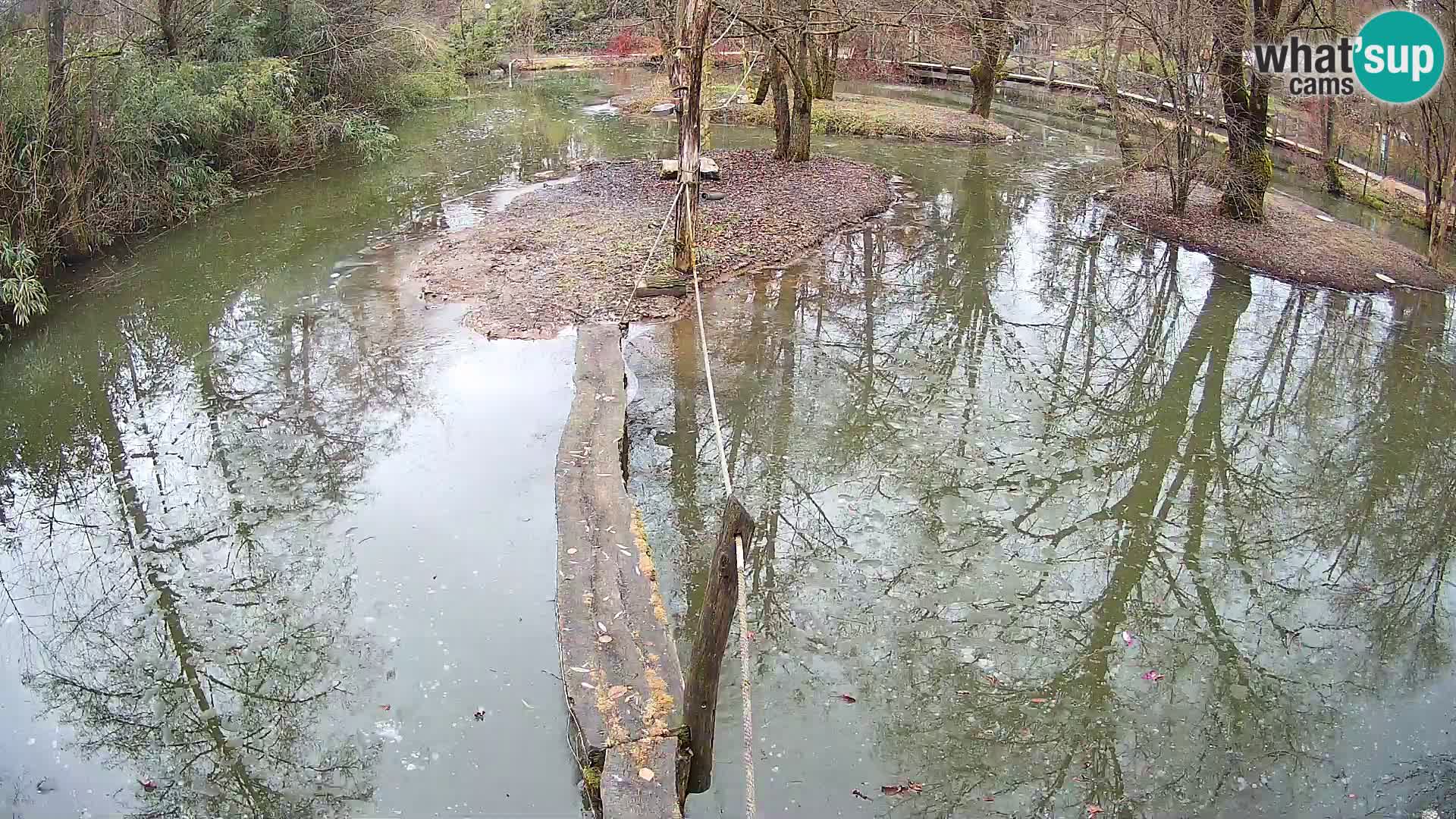 Vari noir et blanc – Ljubljana ZOO  livecam