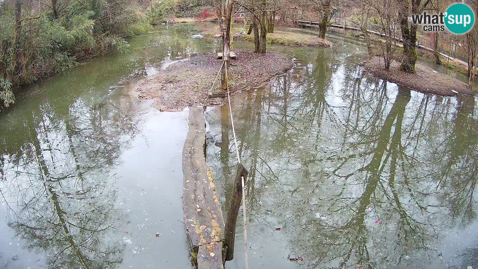 Lémur rufo blanco y negro – Ljubljana Zoo en vivo