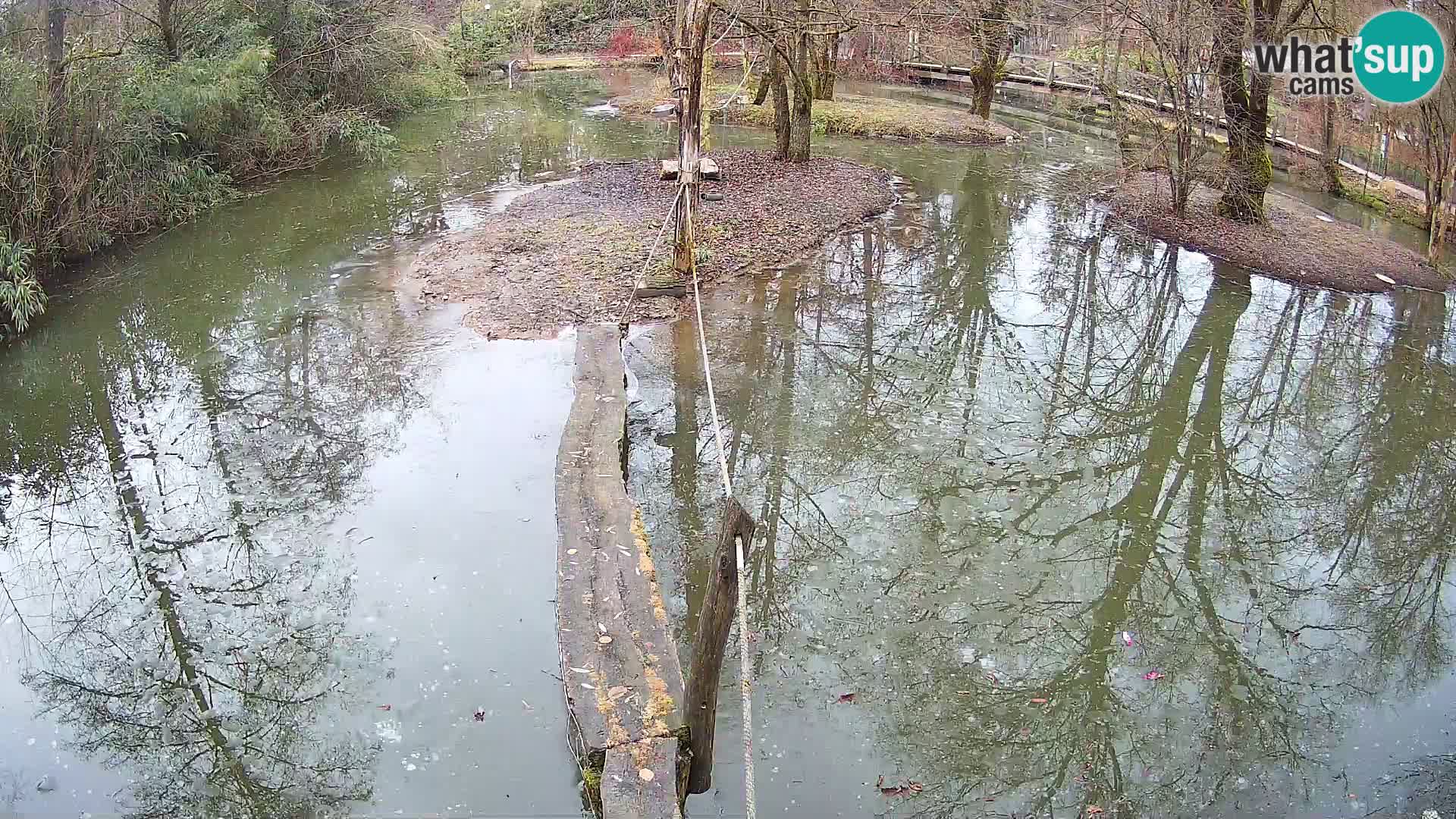 Navadni vari u živo – Ljubljana zoo