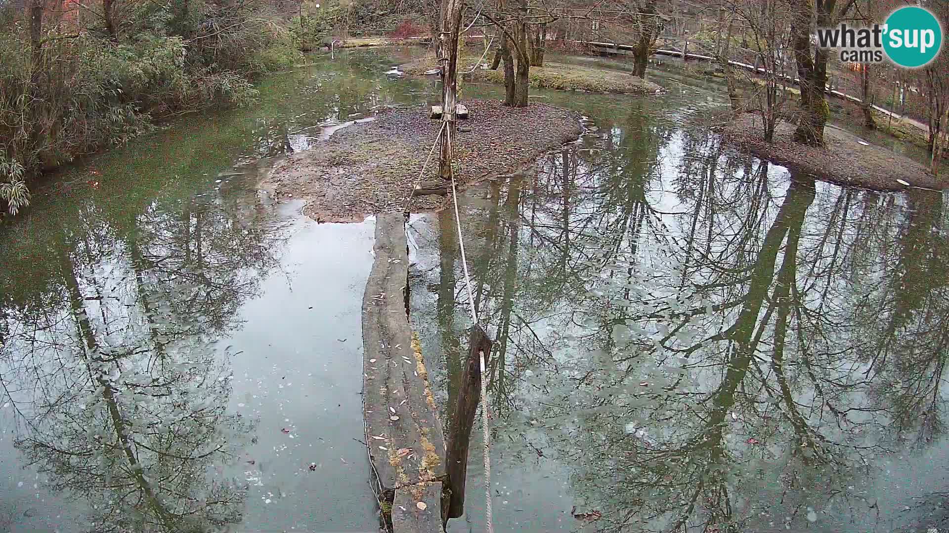 Black and white ruffed lemur Ljubljana Zoo live cam