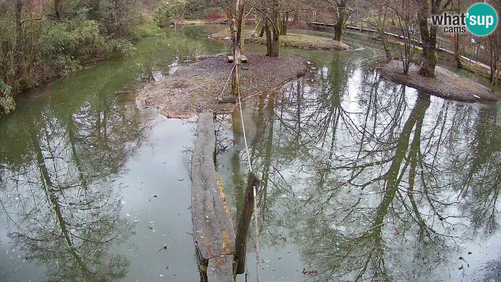 Navadni vari v živo – Ljubljana živalski vrt