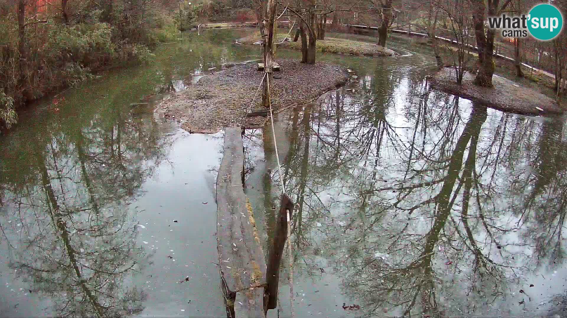 Navadni vari u živo – Ljubljana zoo