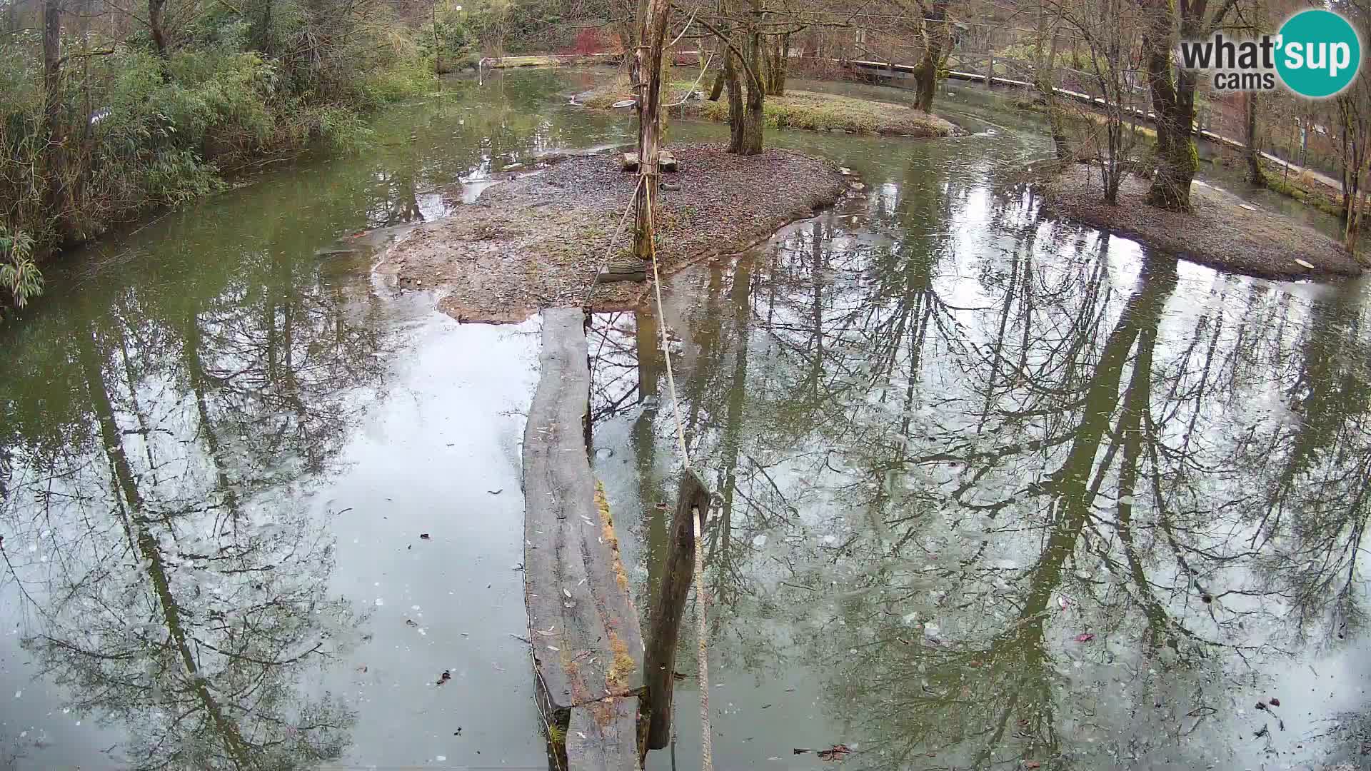 Black and white ruffed lemur Ljubljana Zoo live cam