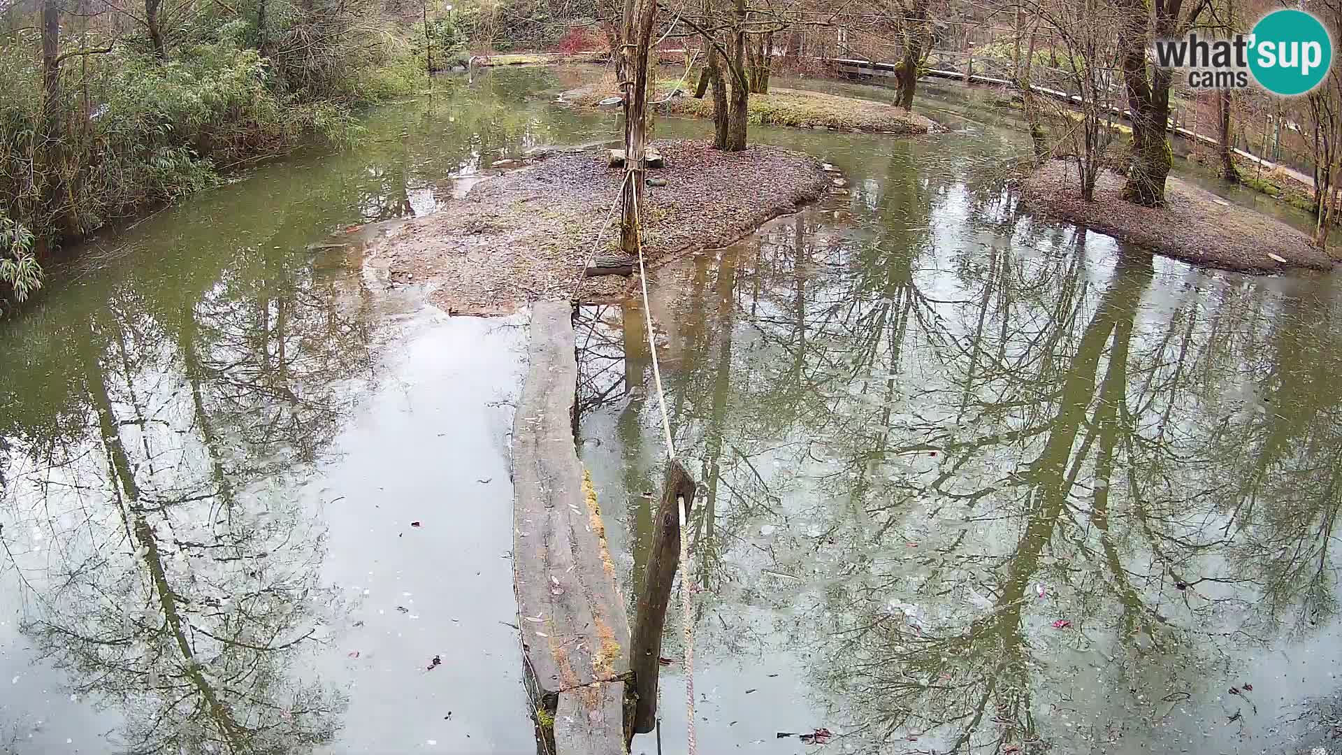 Vari noir et blanc – Ljubljana ZOO  livecam