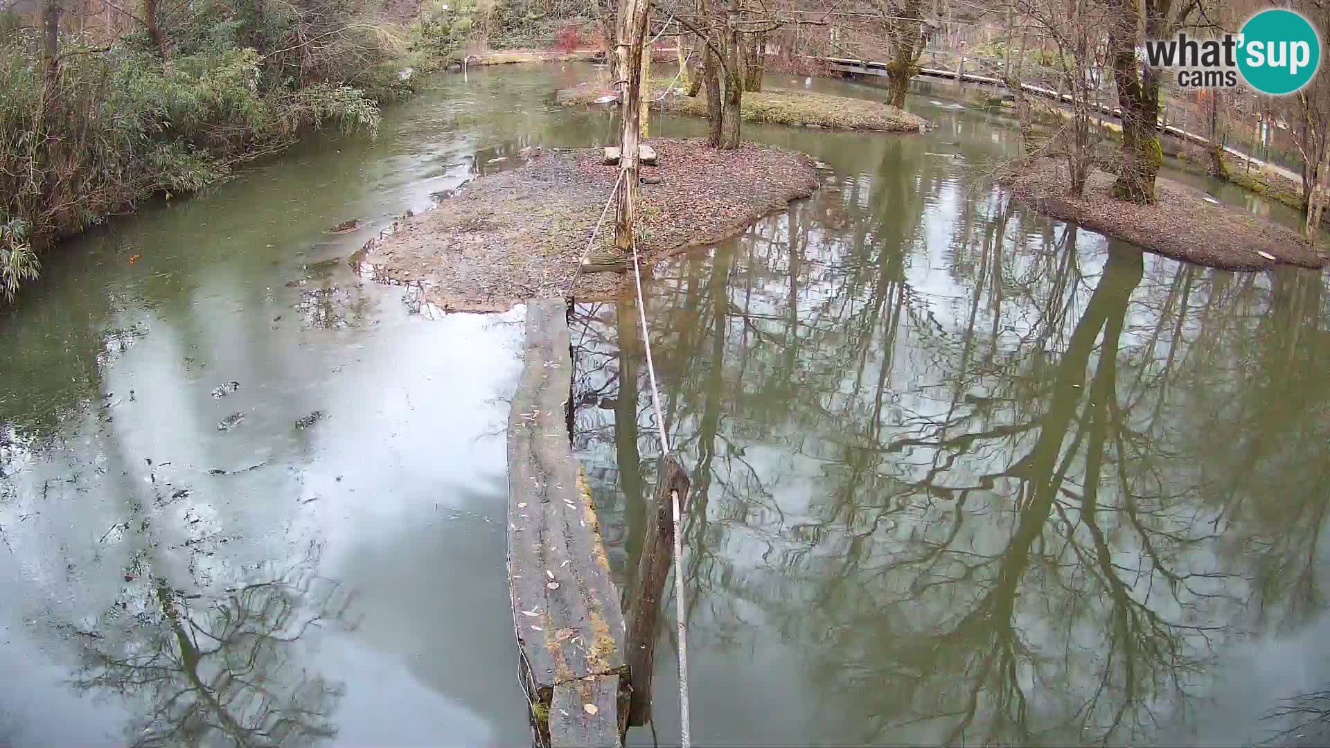 Lémur rufo blanco y negro – Ljubljana Zoo en vivo