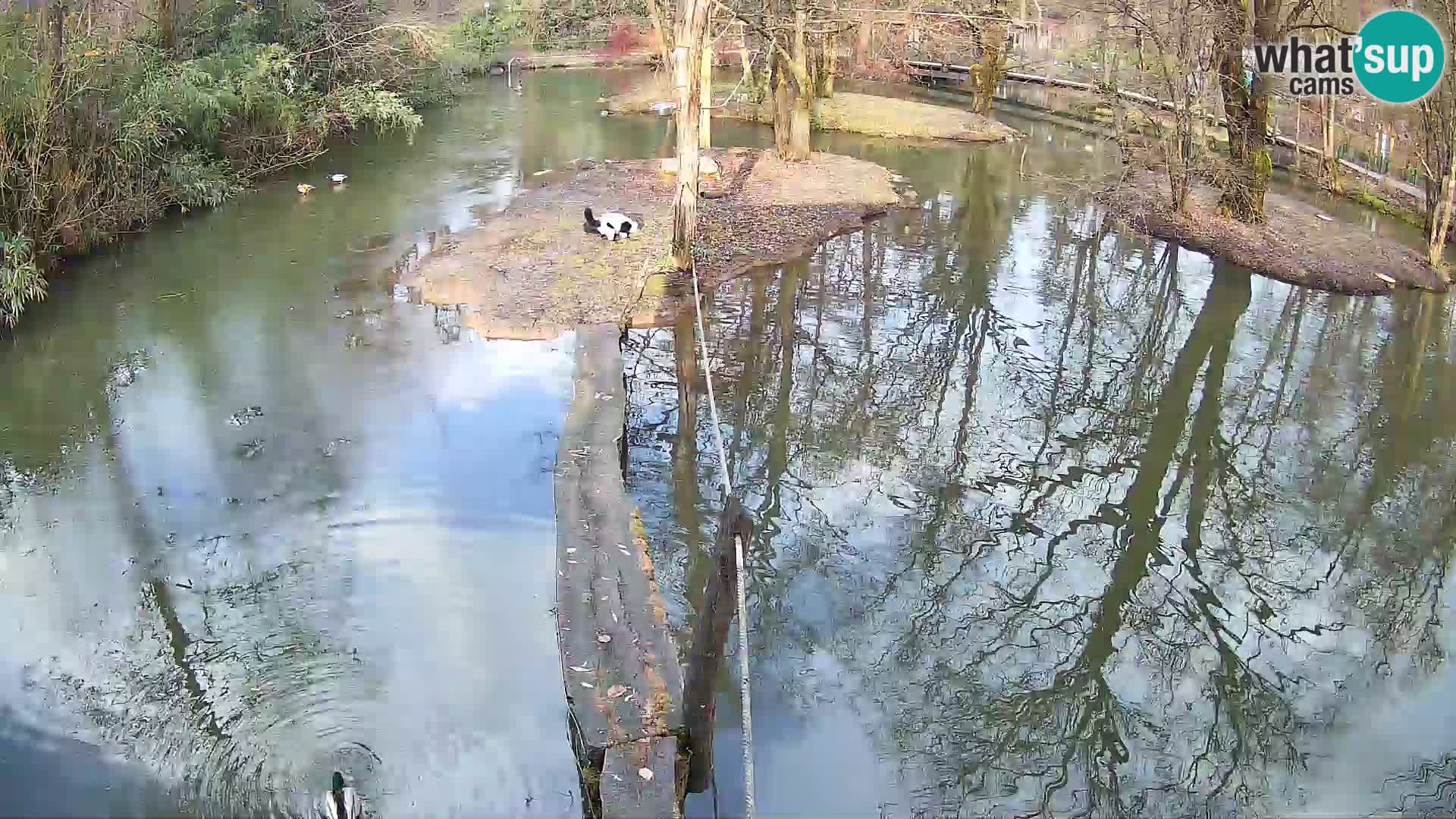 Lémur rufo blanco y negro – Ljubljana Zoo en vivo