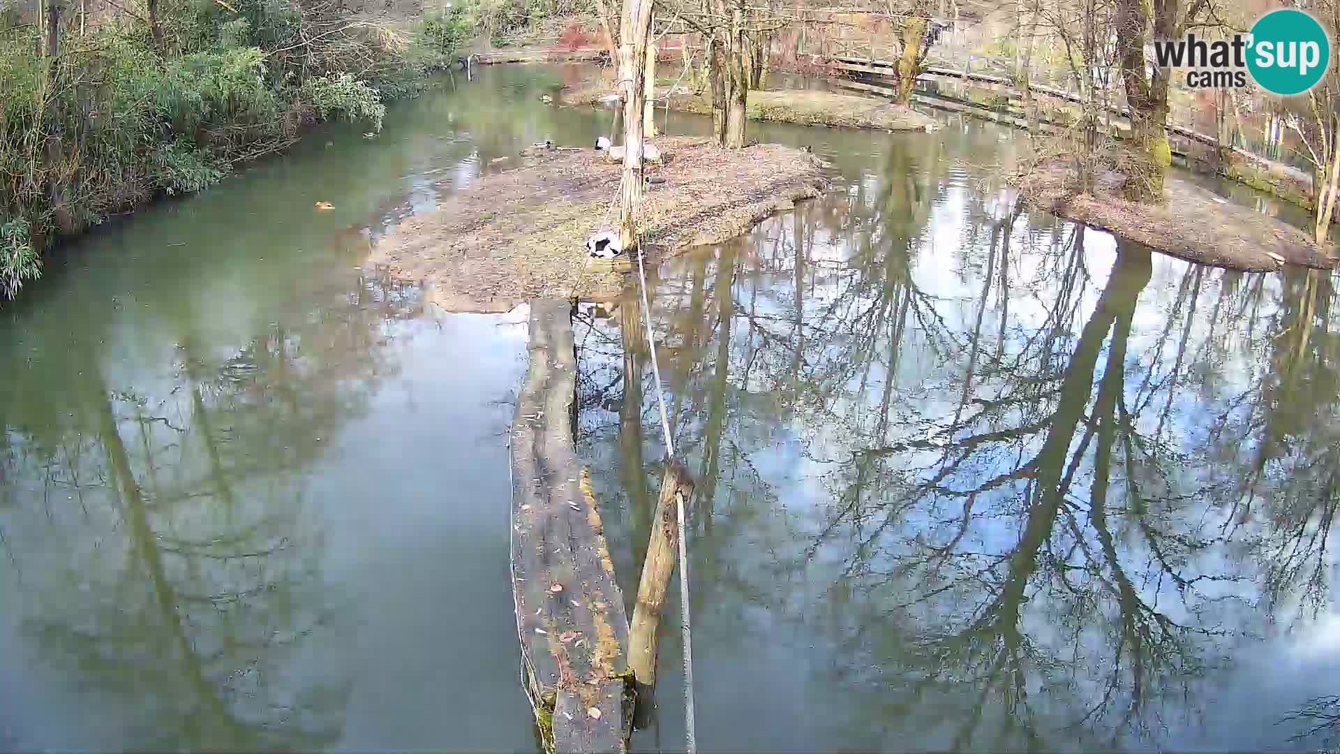 Vari bianconero Zoo Ljubljana webcam