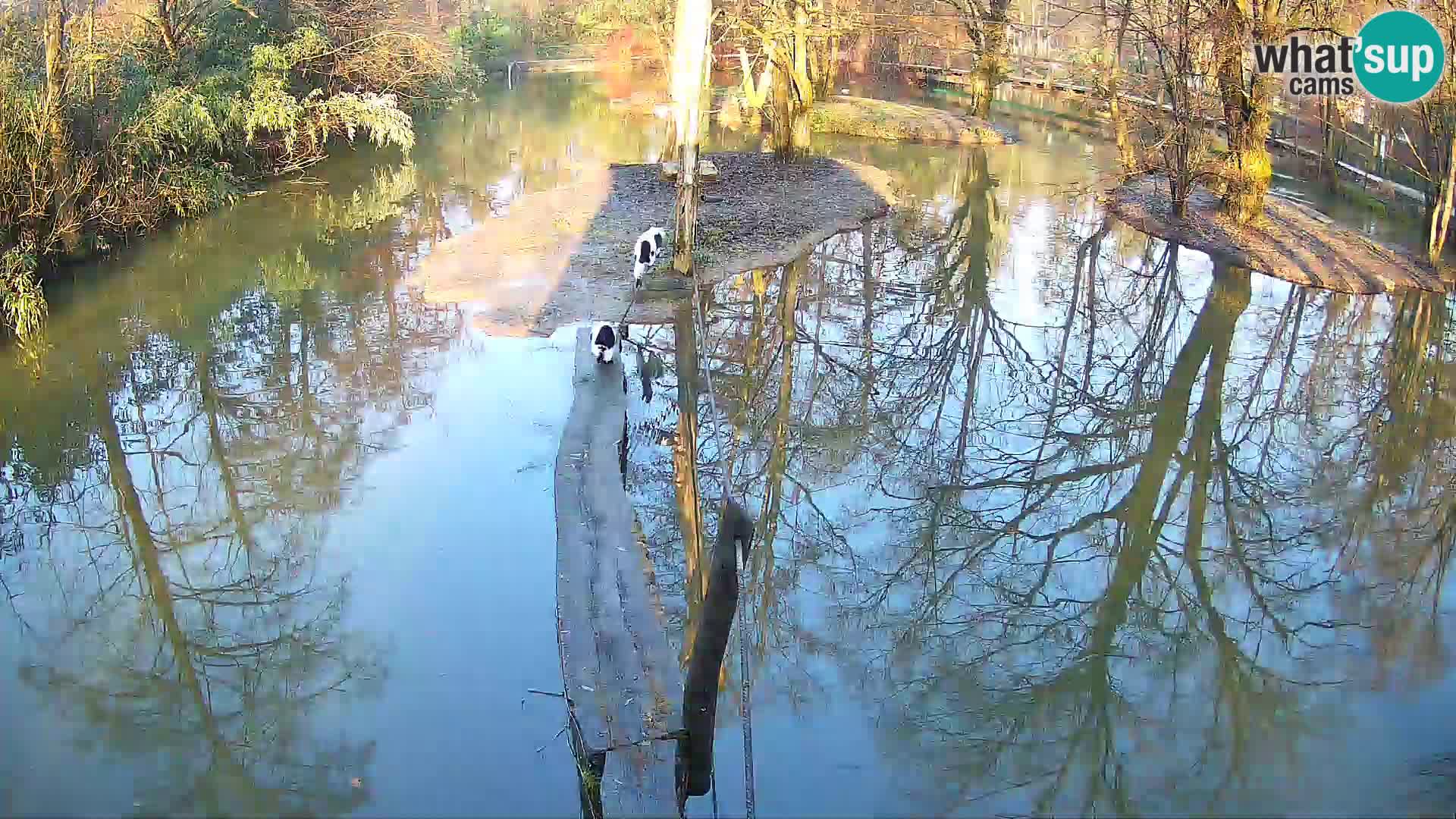 Vari bianconero Zoo Ljubljana webcam