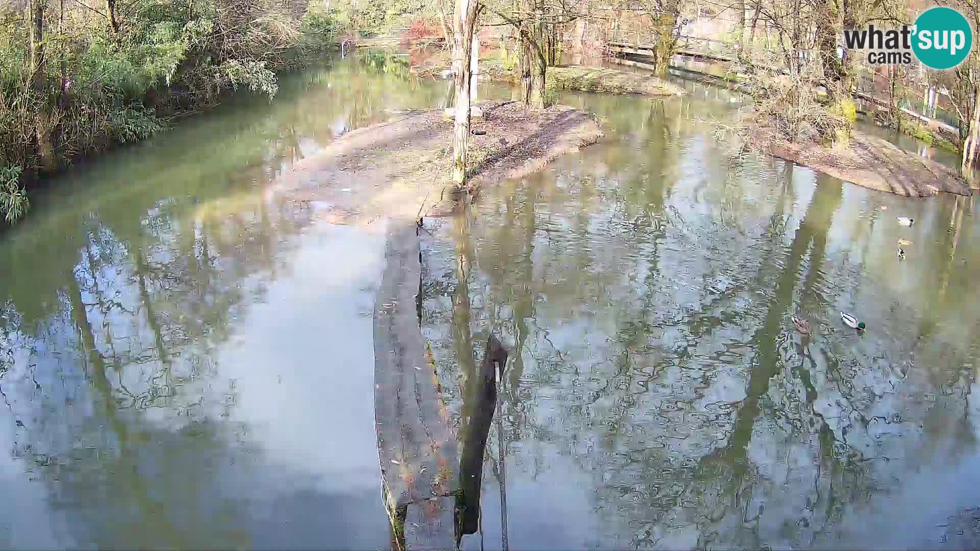 Schwarzweiße Vari Zoo Ljubljana webcam