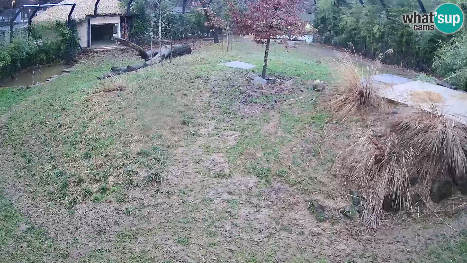 Black and white ruffed lemur Ljubljana Zoo live cam