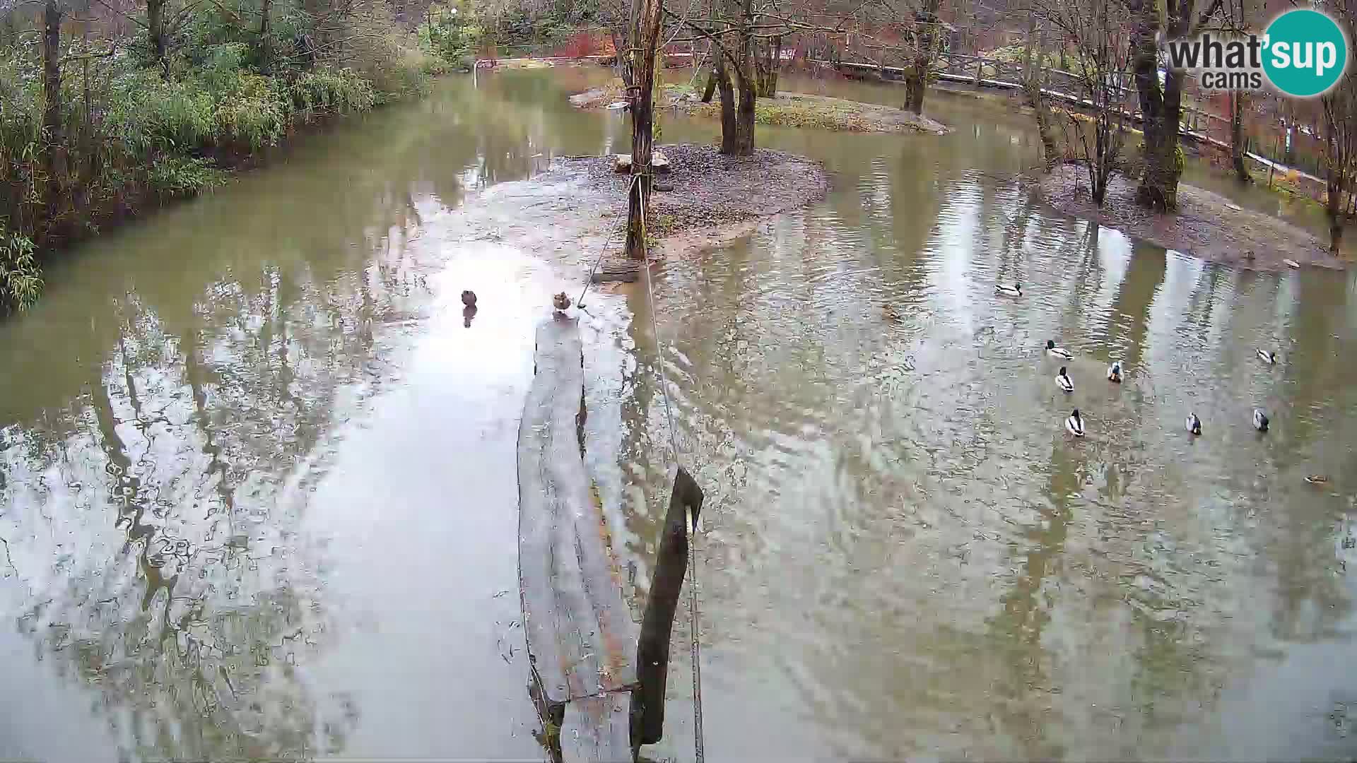 Vari bianconero Zoo Ljubljana webcam