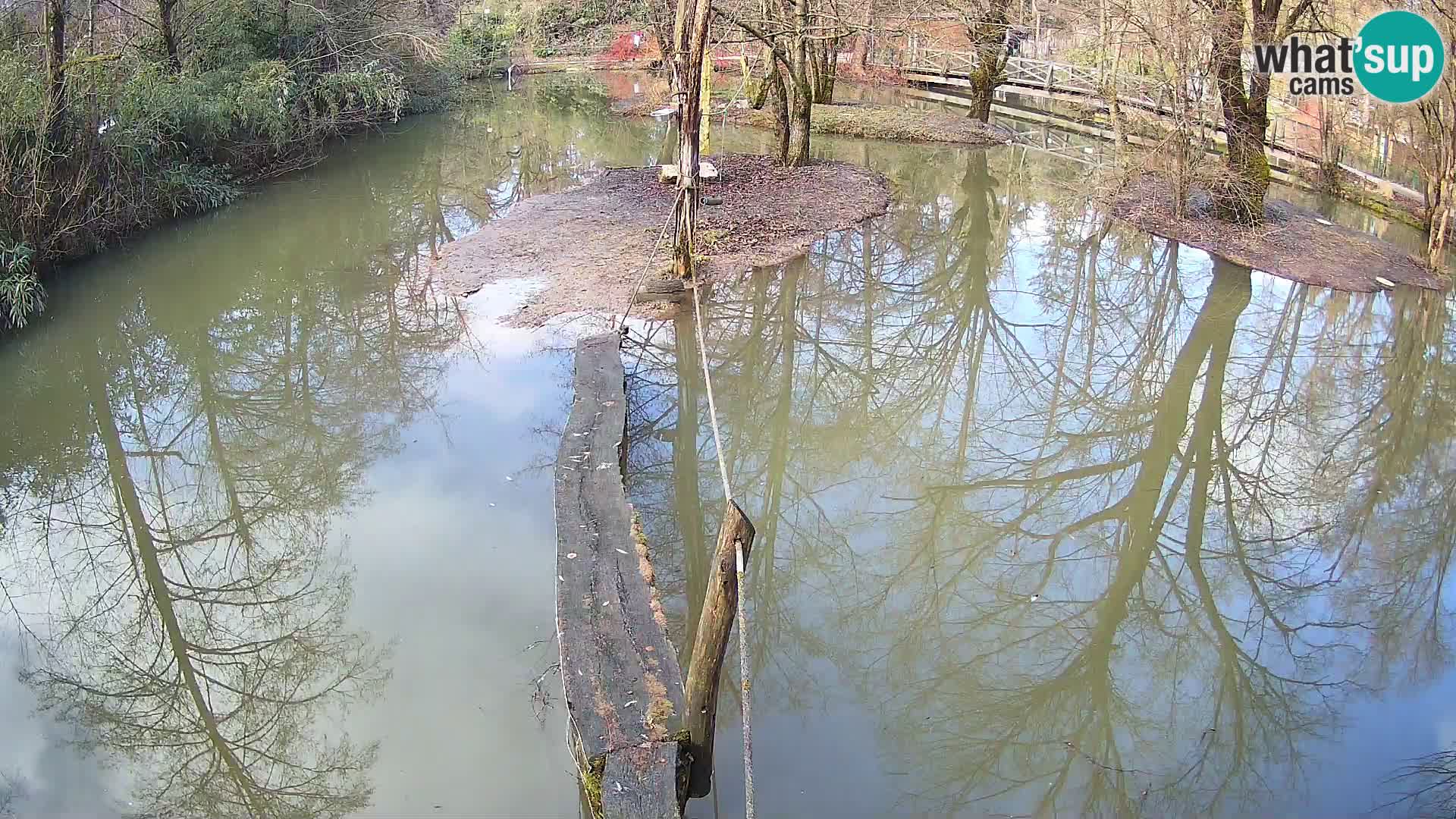 Vari bianconero Zoo Ljubljana webcam