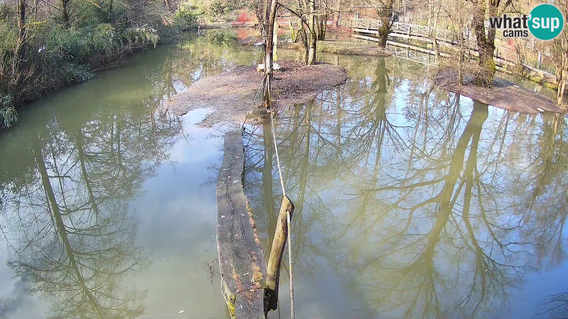 Vari noir et blanc – Ljubljana ZOO  livecam