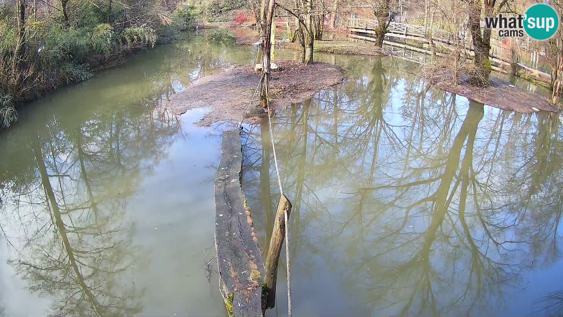 Vari bianconero Zoo Ljubljana webcam