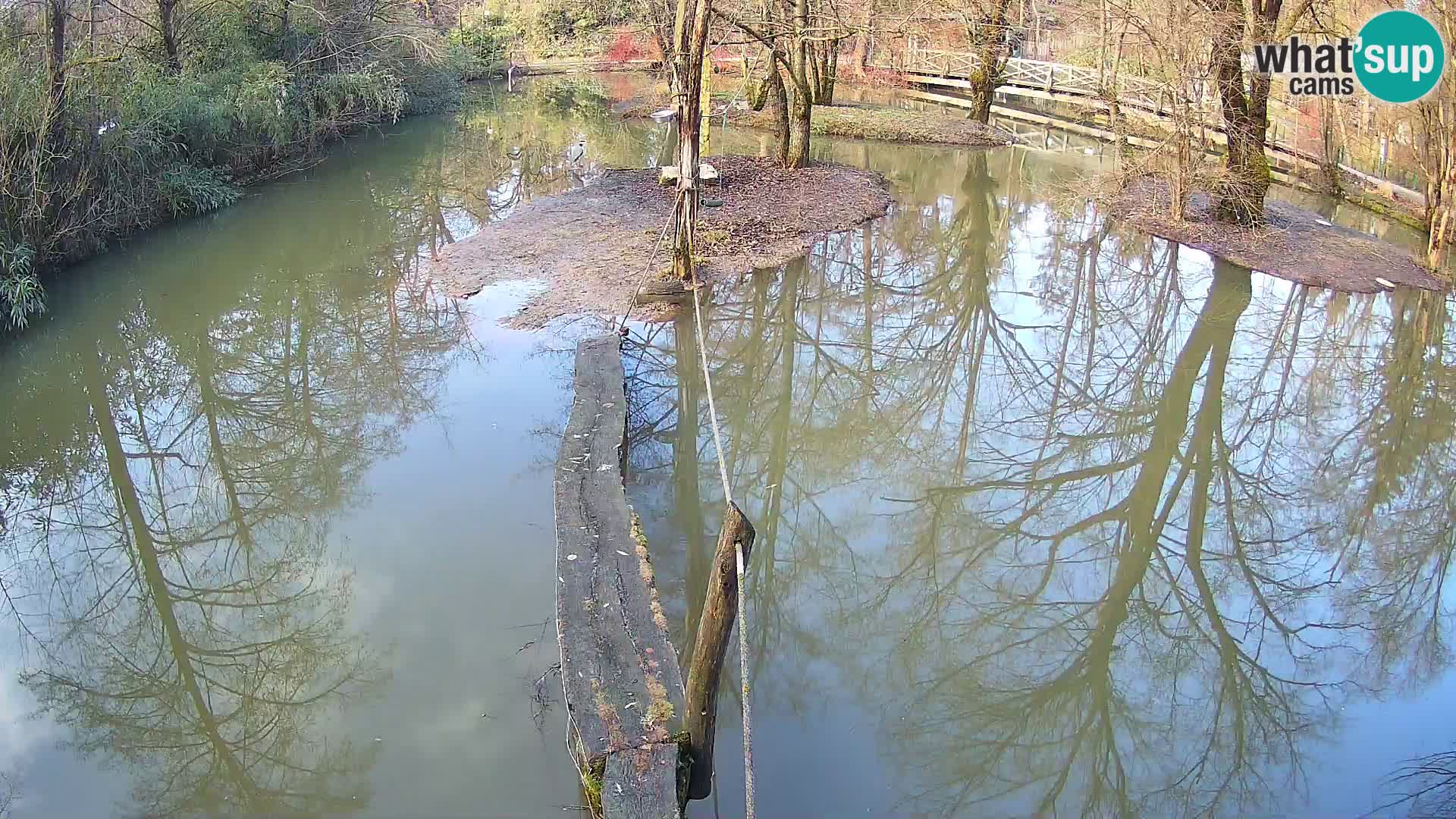 Navadni vari u živo – Ljubljana zoo