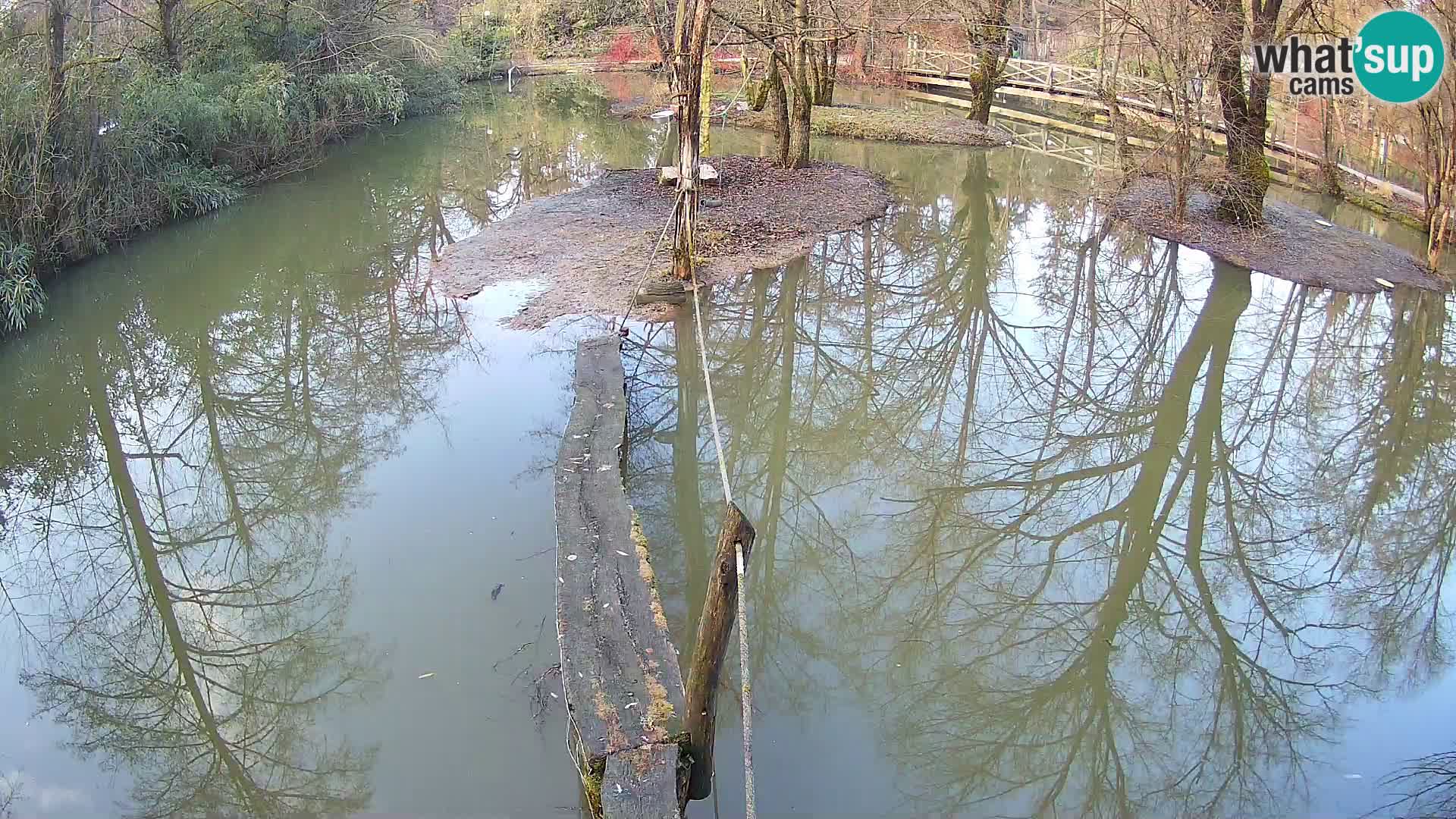 Navadni vari v živo – Ljubljana živalski vrt