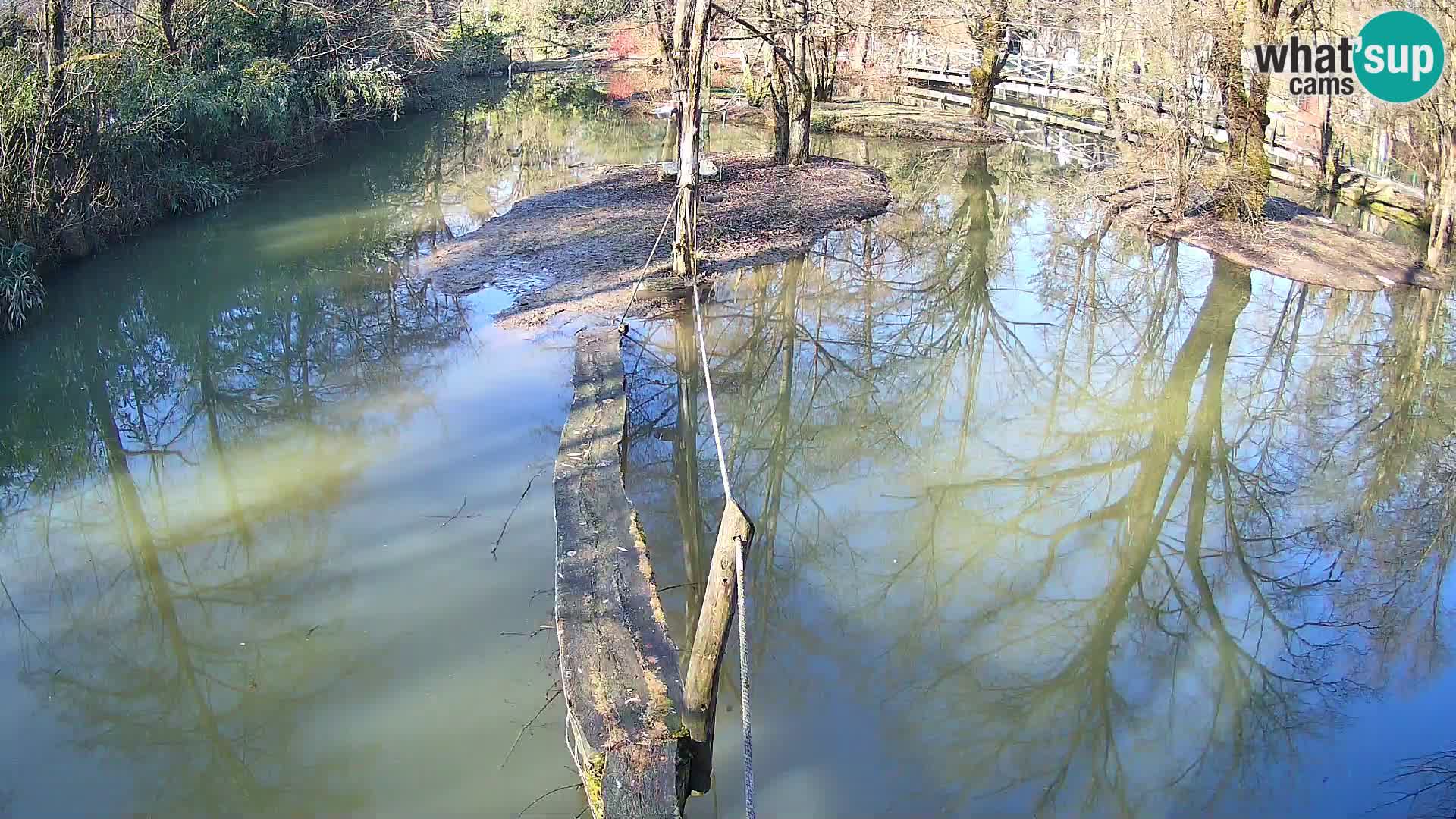 Schwarzweiße Vari Zoo Ljubljana webcam