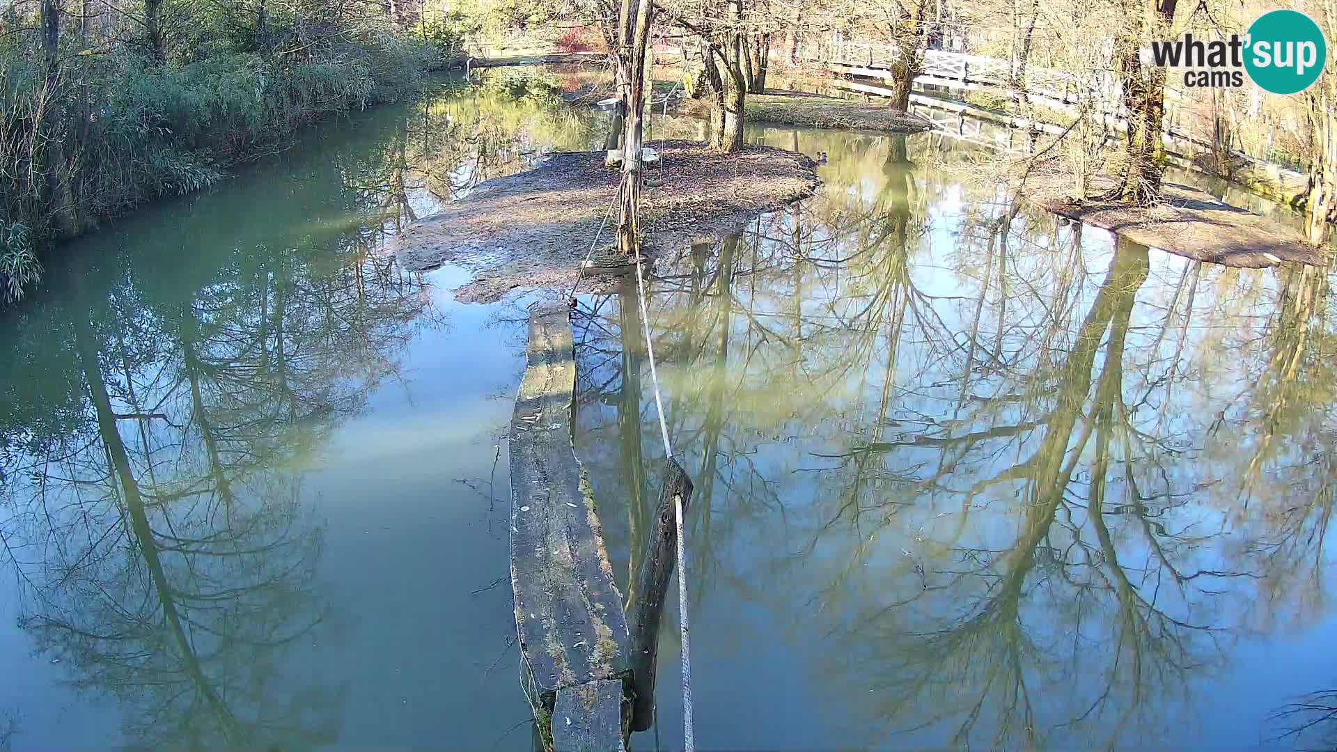 Schwarzweiße Vari Zoo Ljubljana webcam