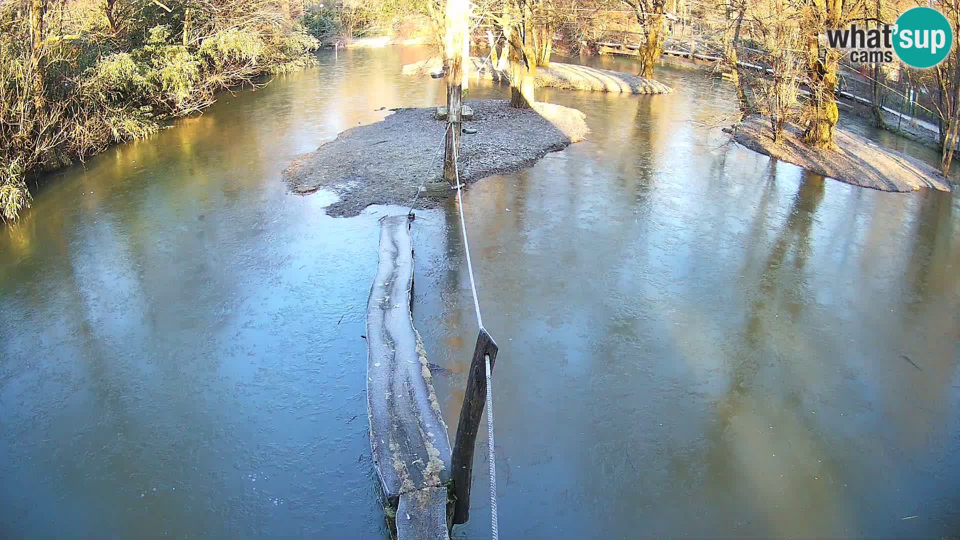 Vari bianconero Zoo Ljubljana webcam